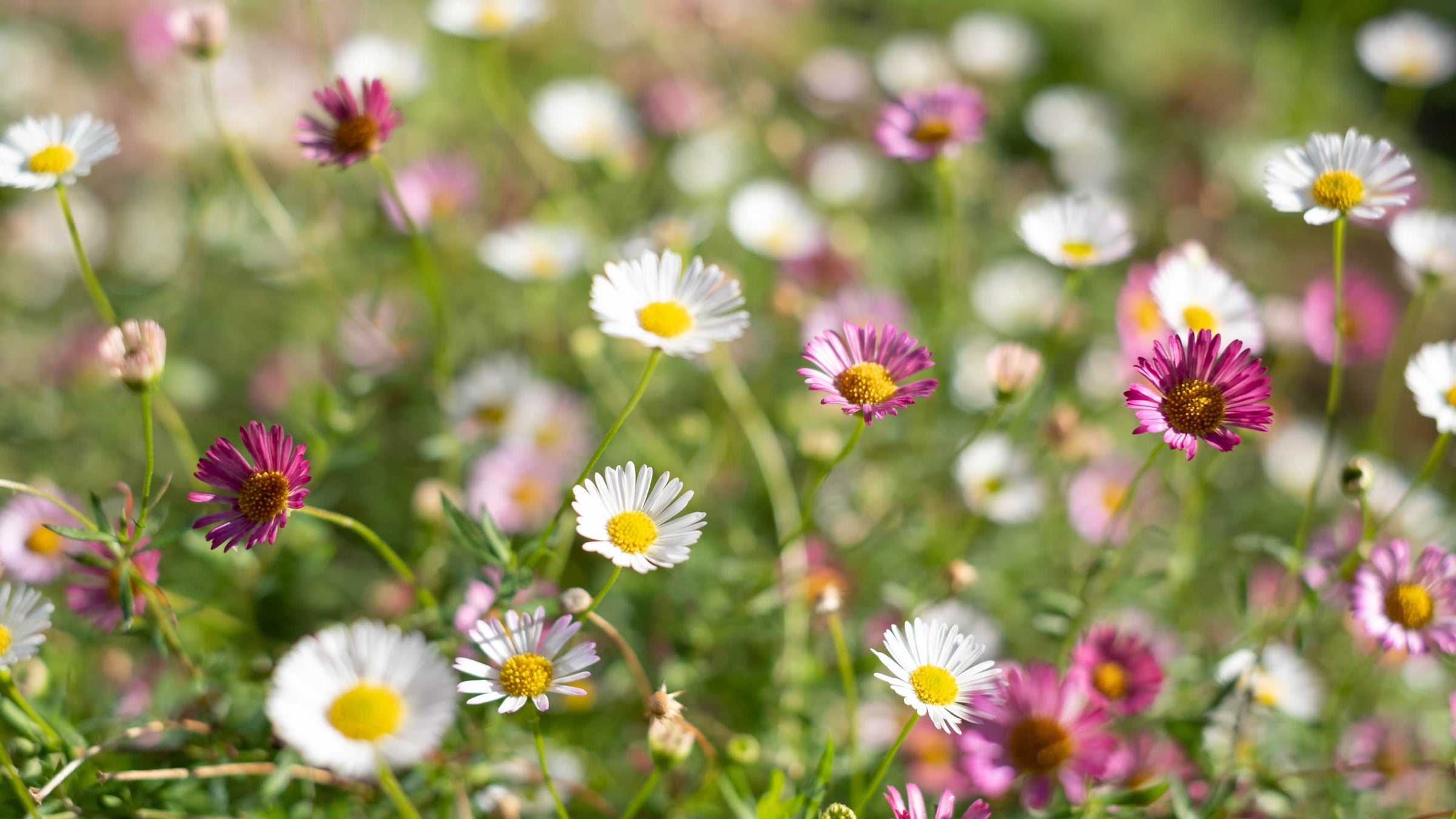 Erigeron