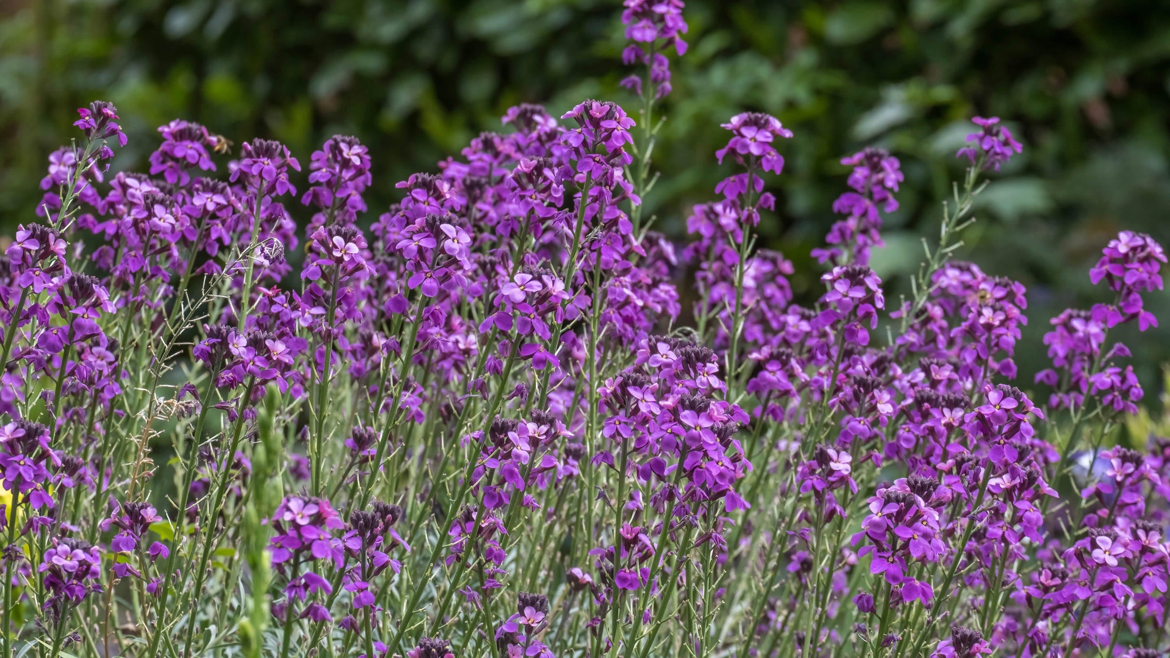 Erysimum