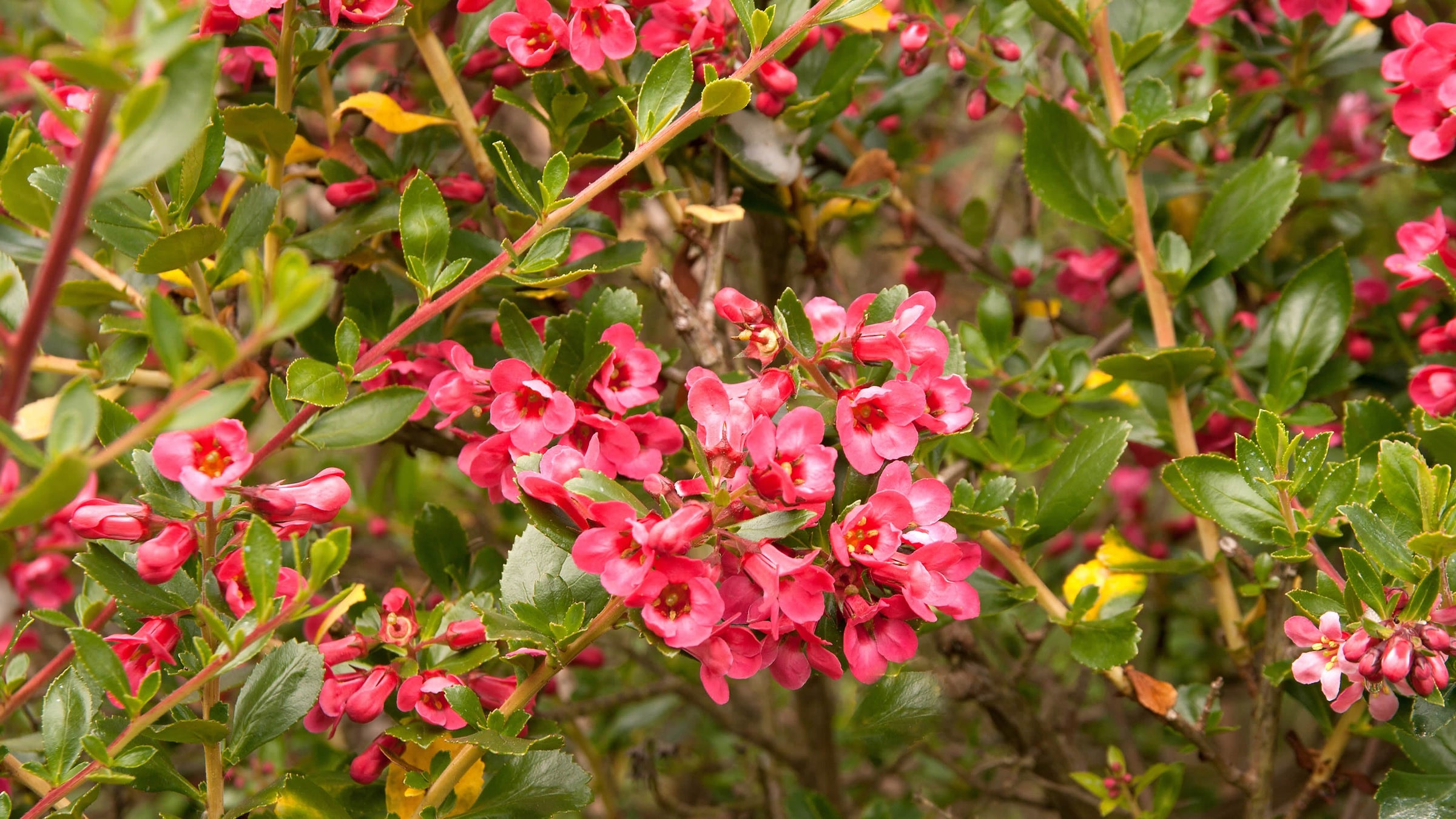 Escallonia