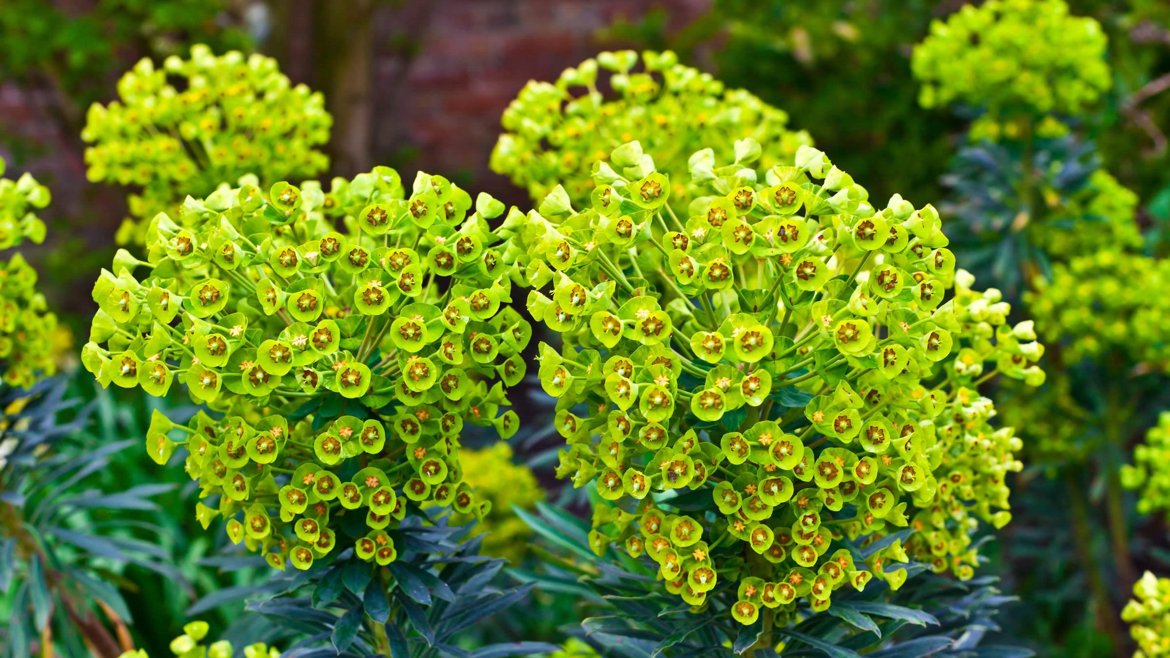 Euphorbia (Spurges)