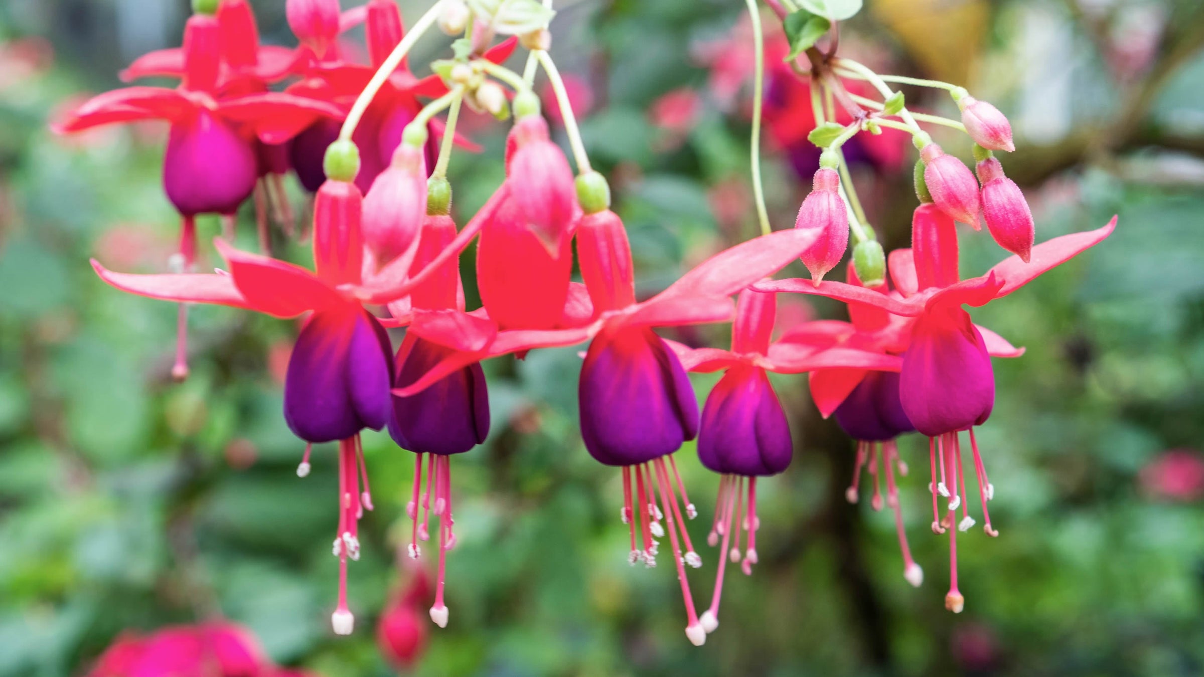 Fuchsia