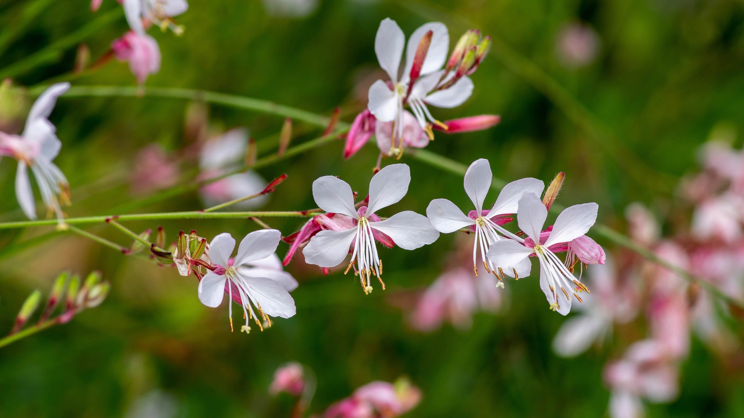 Gaura