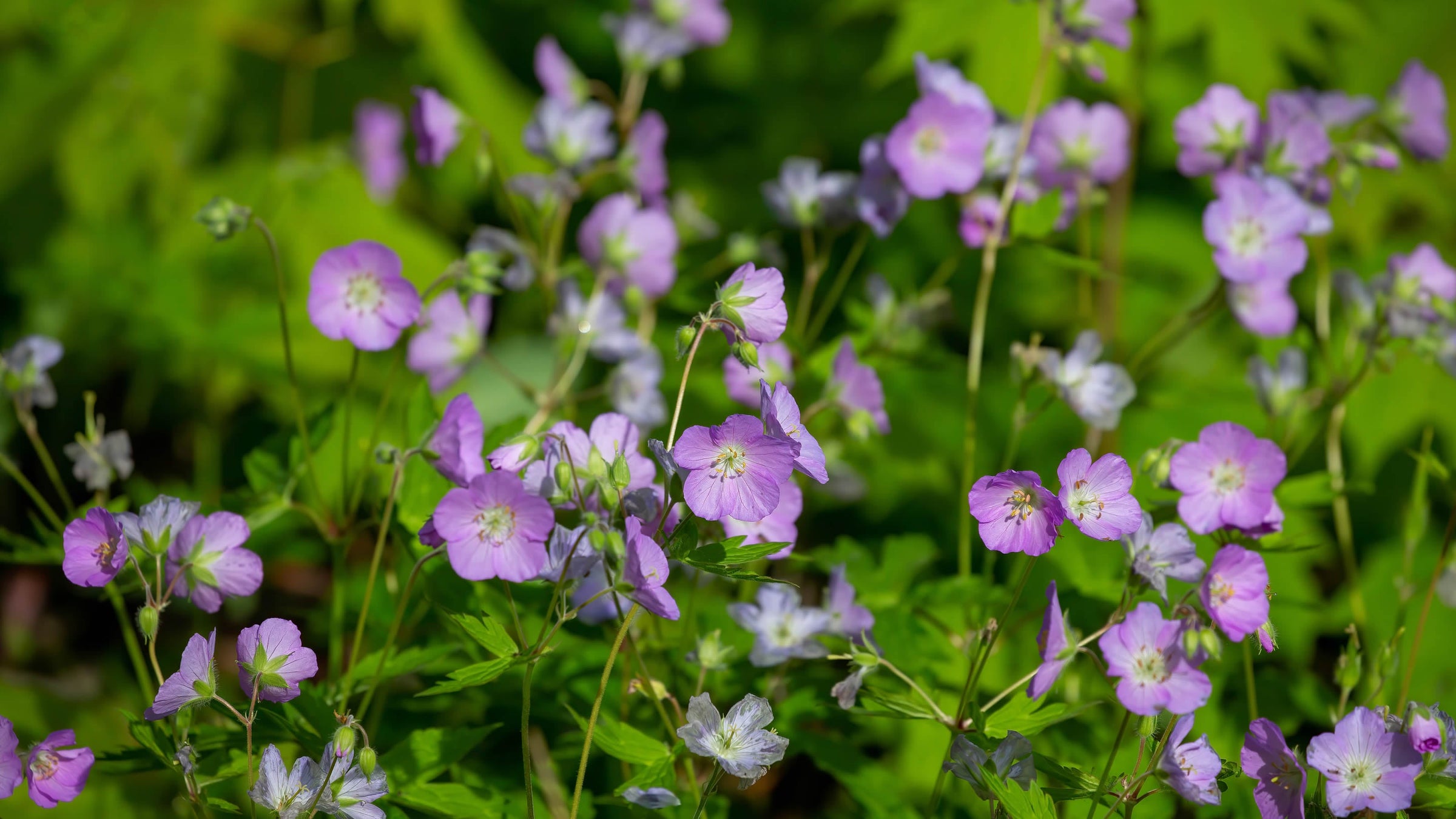 Geranium