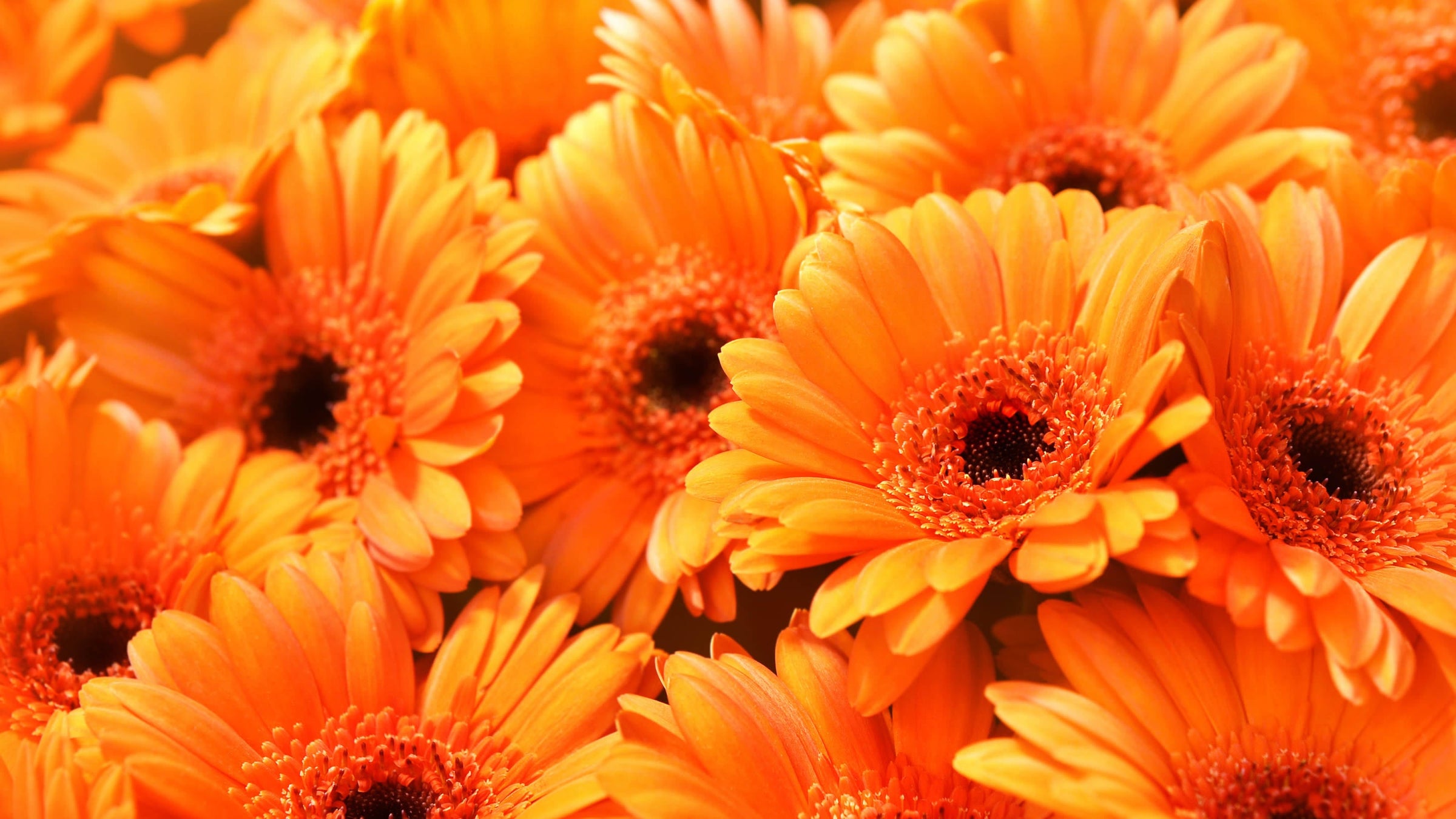 Gerbera