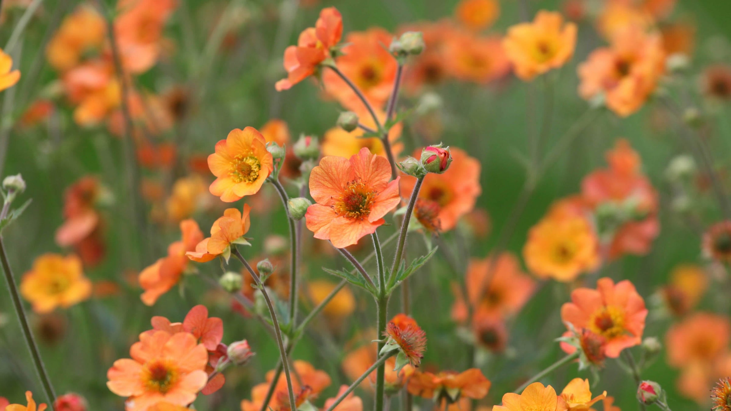 Geum