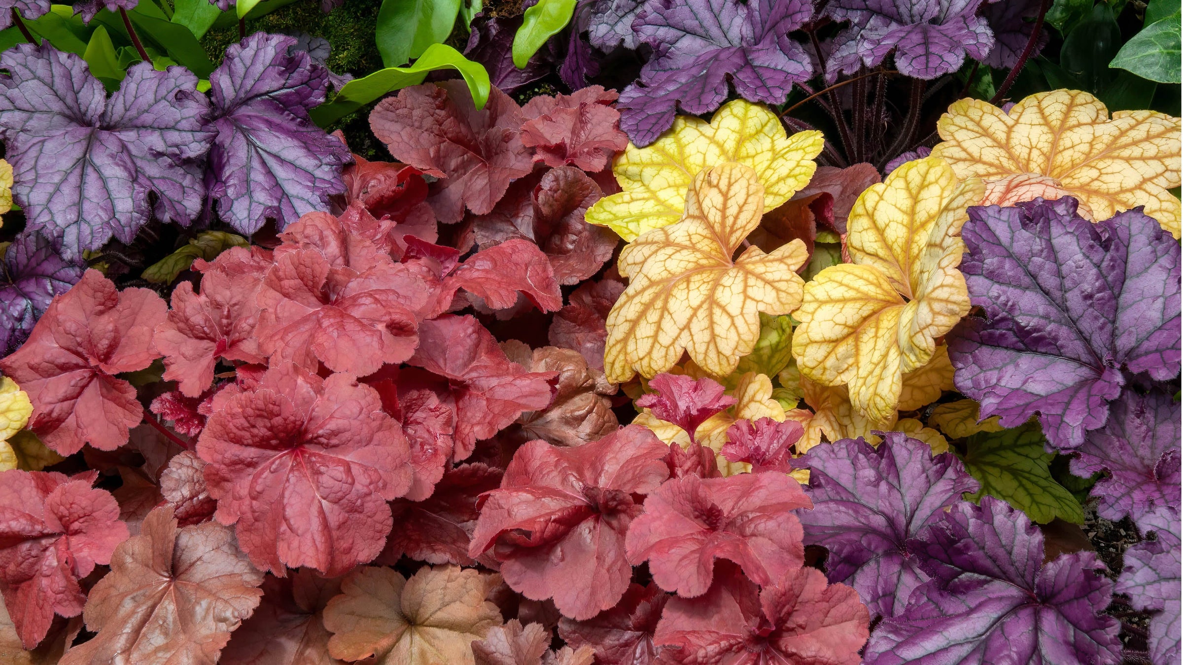 Heuchera (Coral Bells)