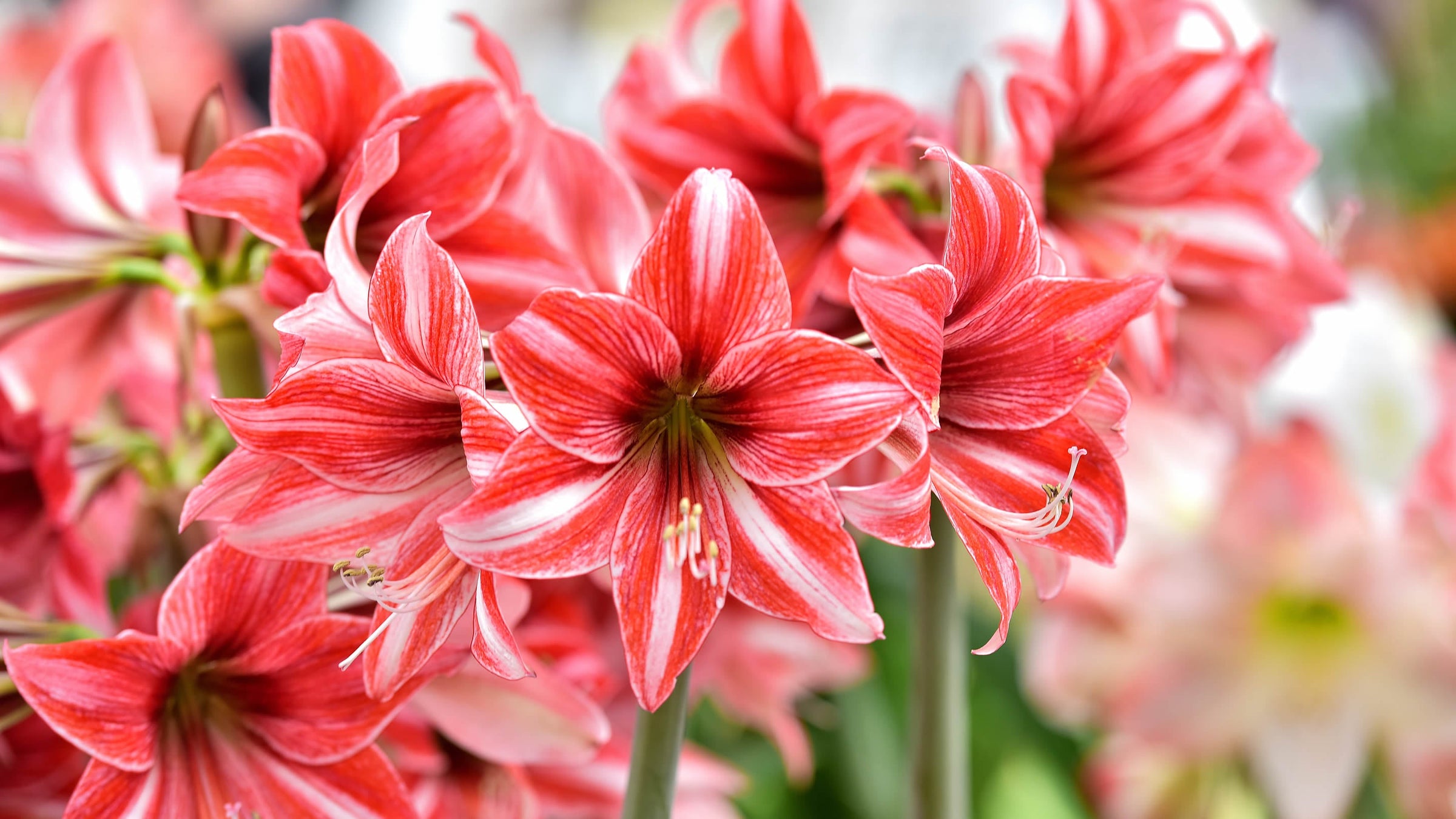 Hippeastrum