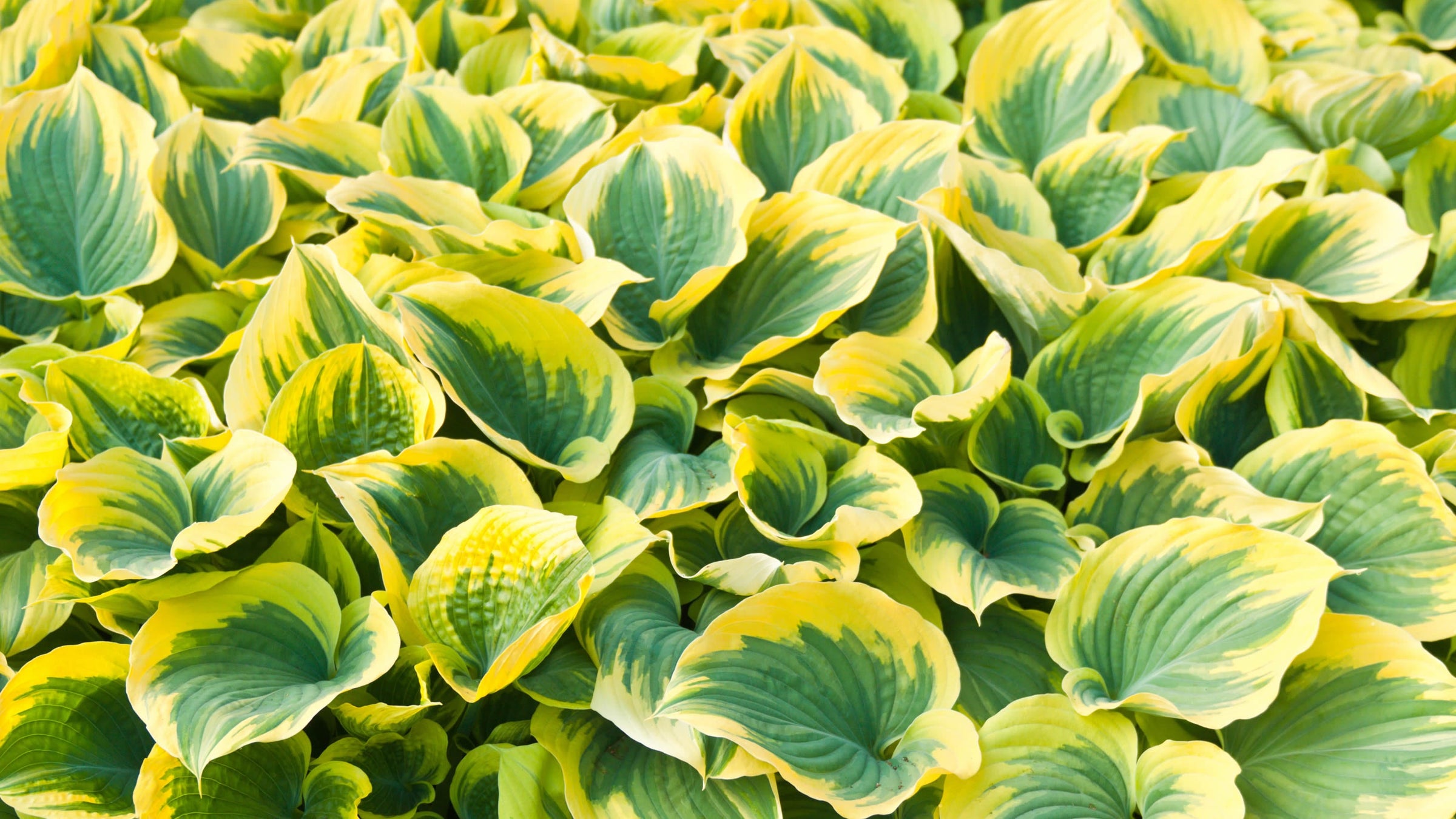 Hosta