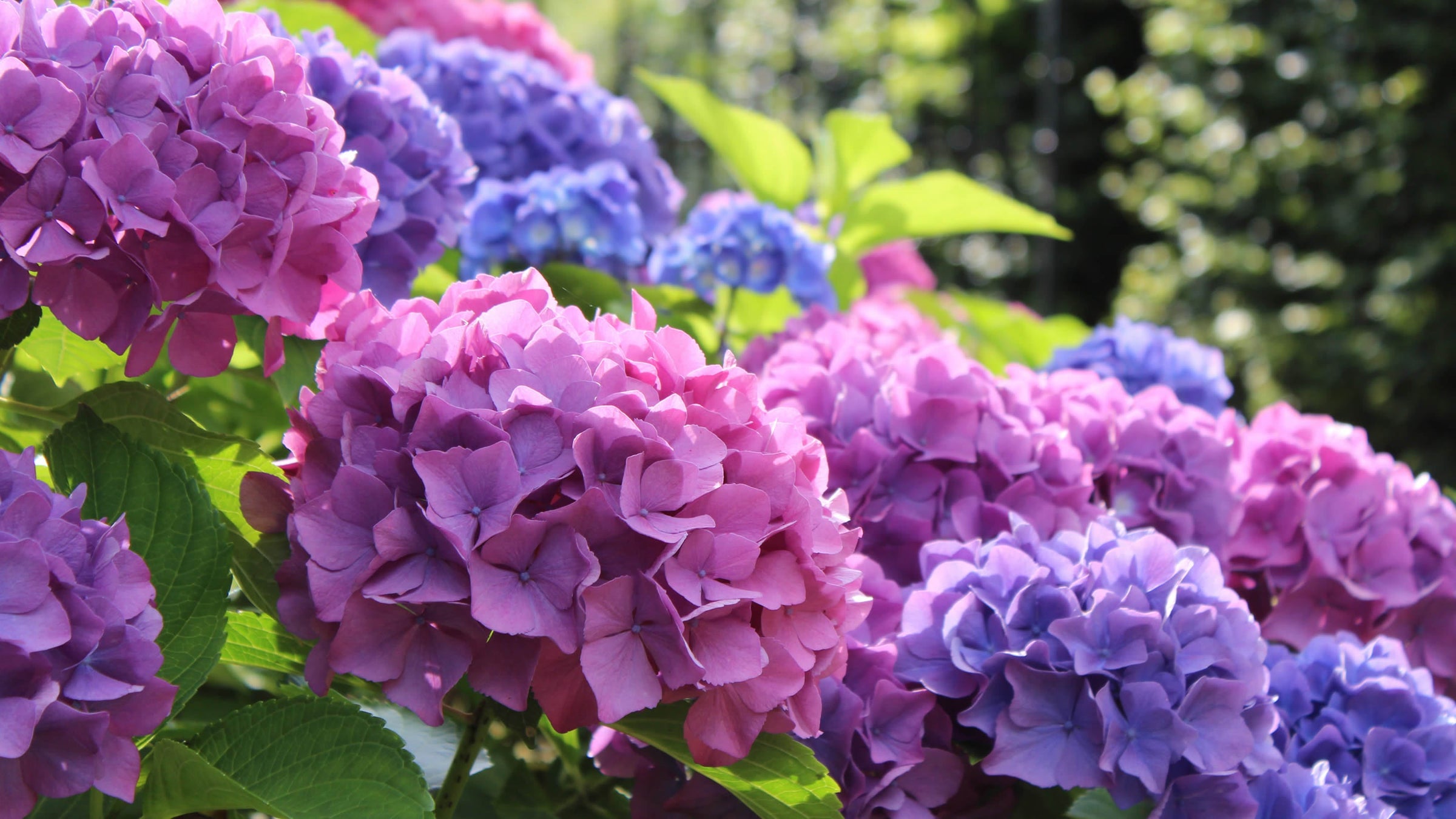 Hydrangea