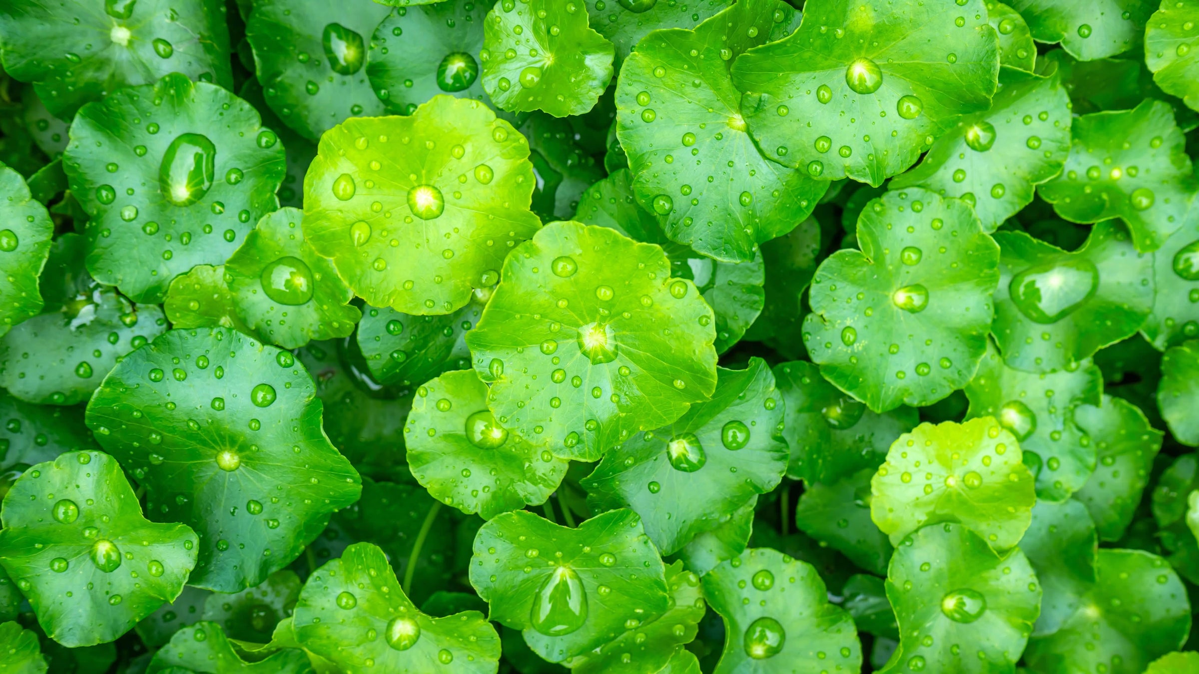 Hydrocotyle