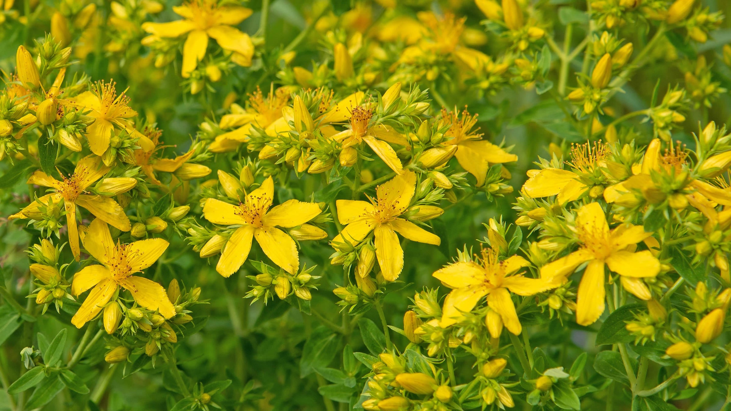 Hypericum