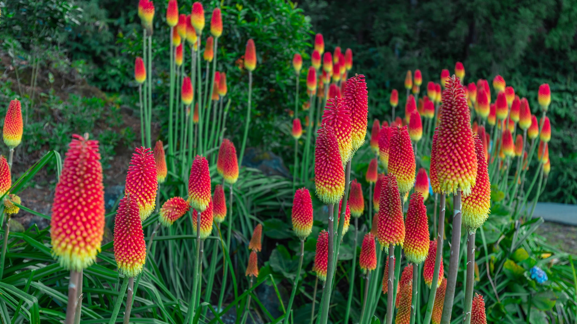 Kniphofia