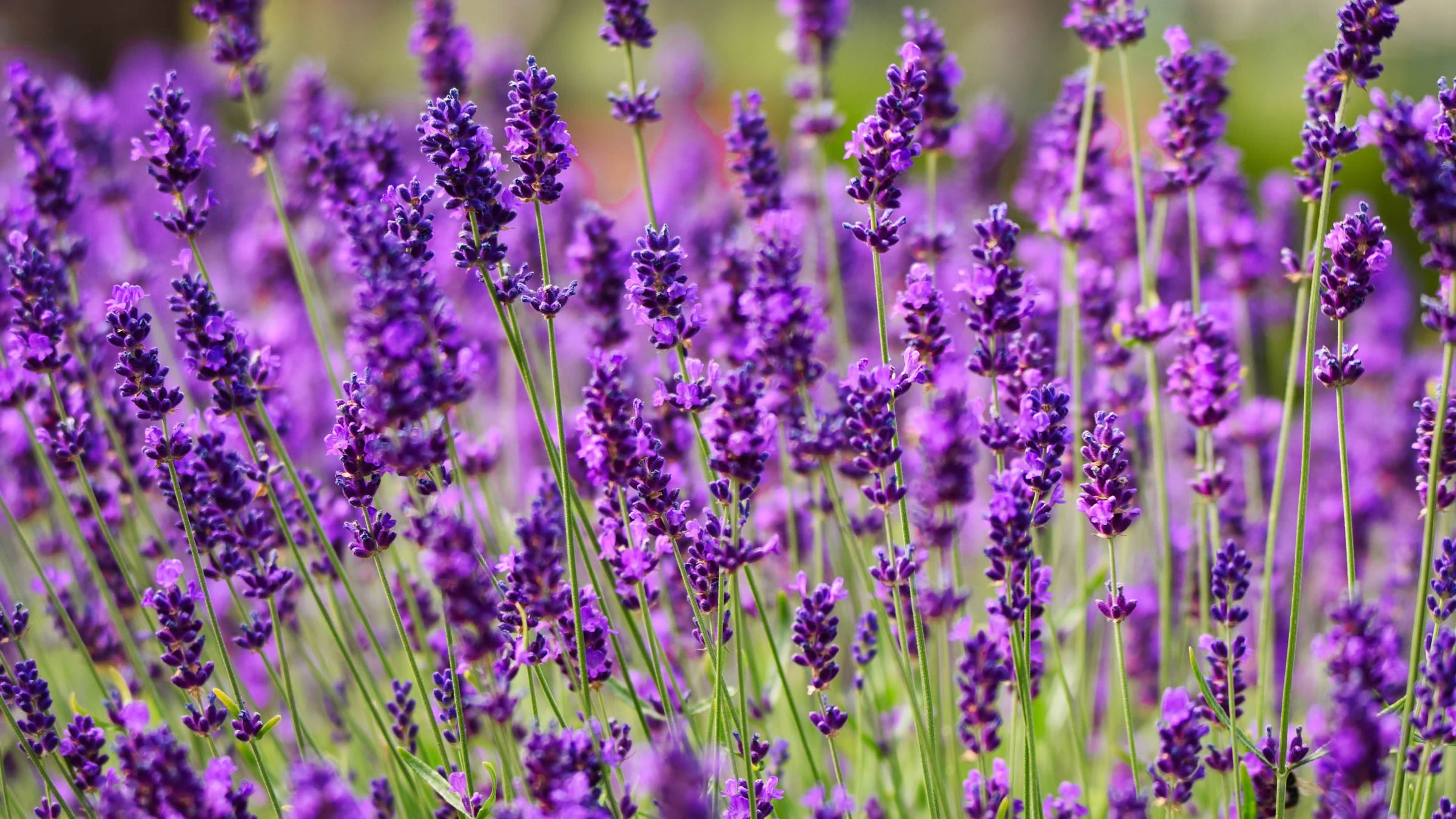 Lavandula