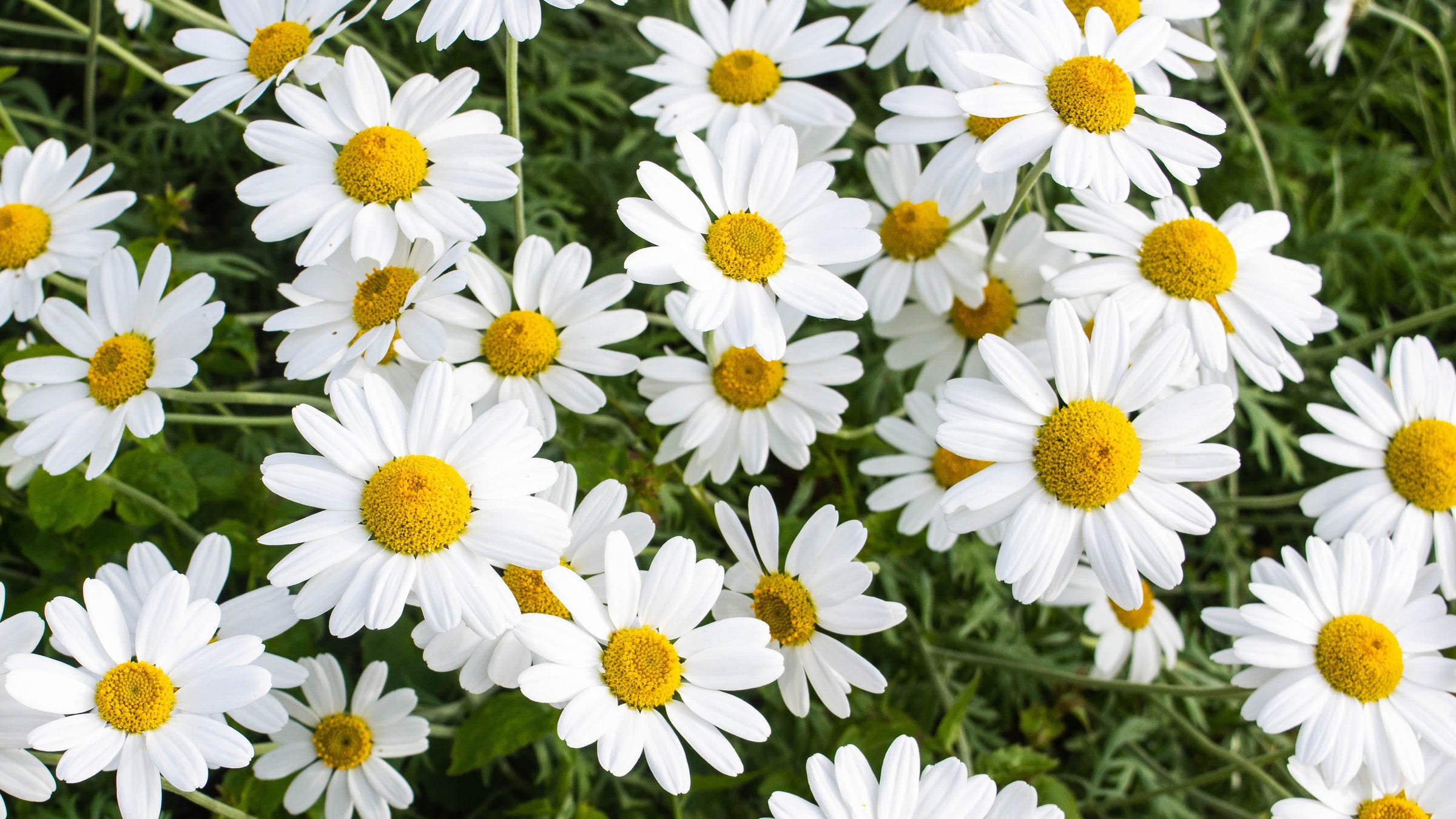Leucanthemum