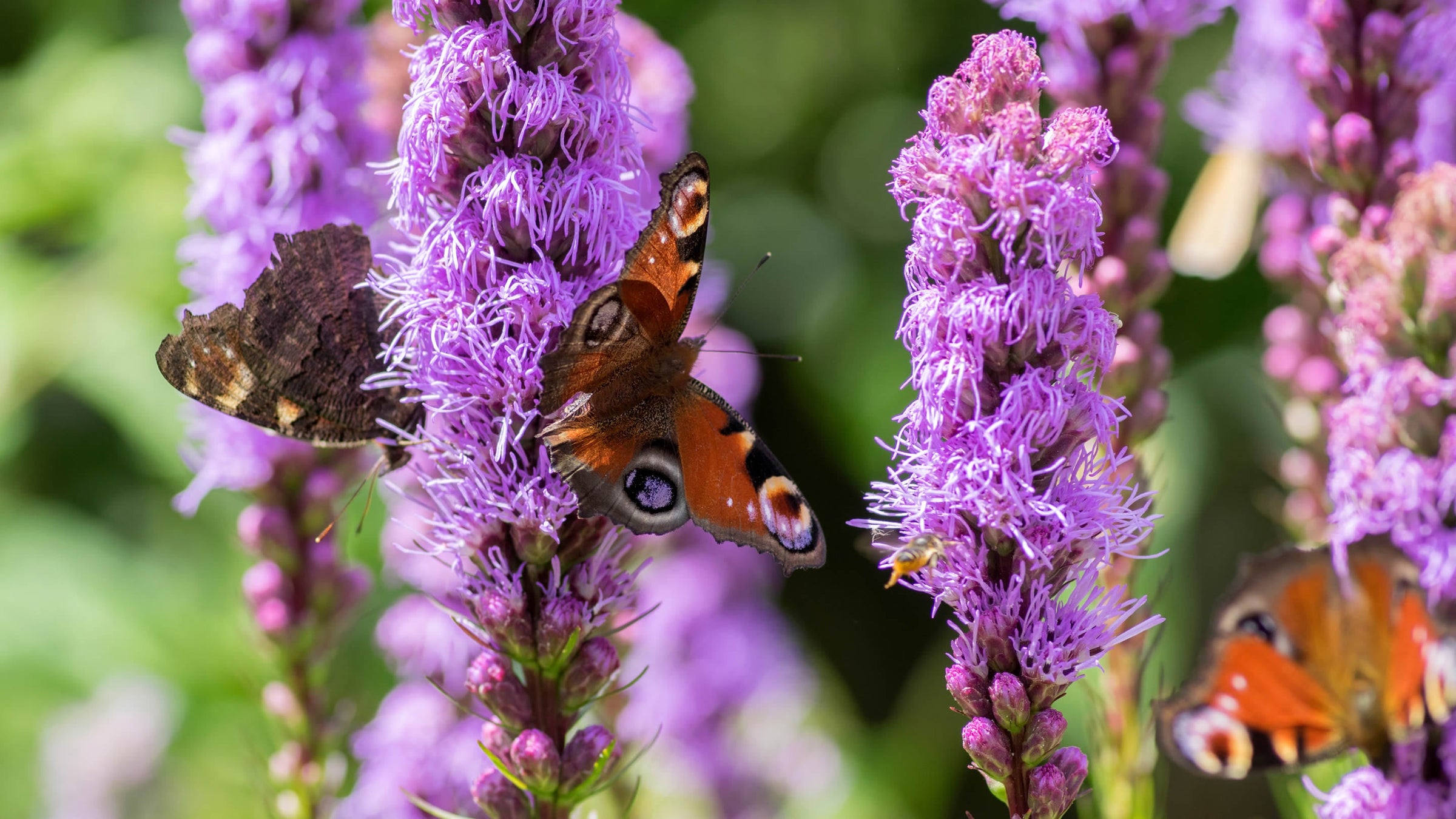 Liatris