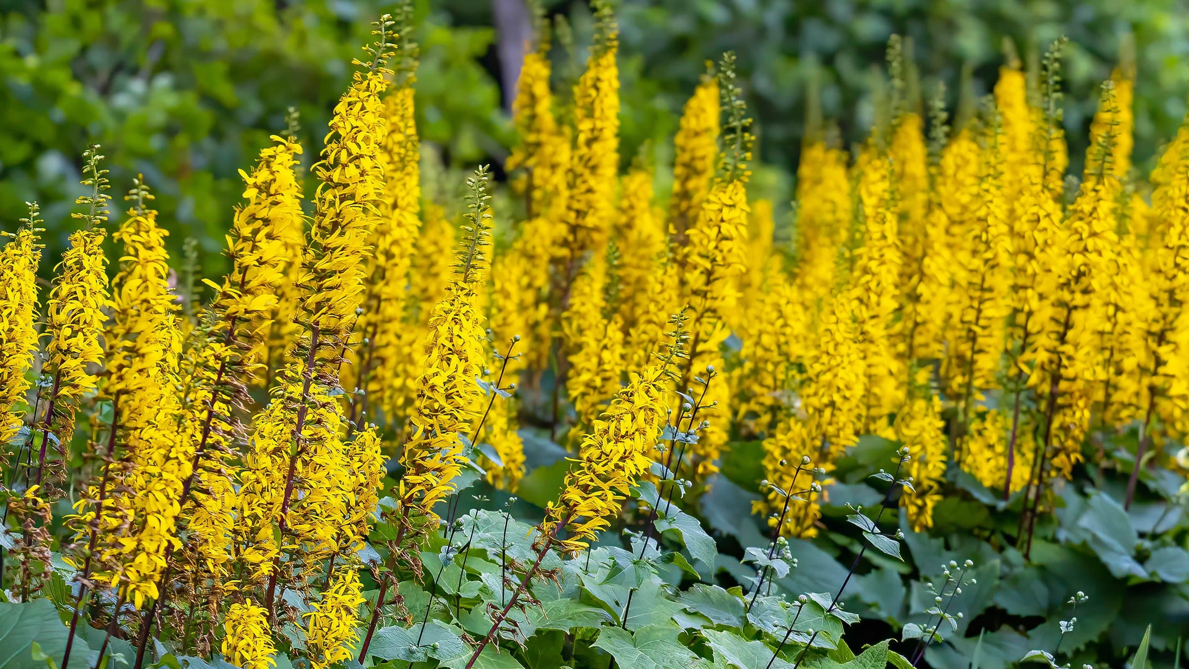 Ligularia