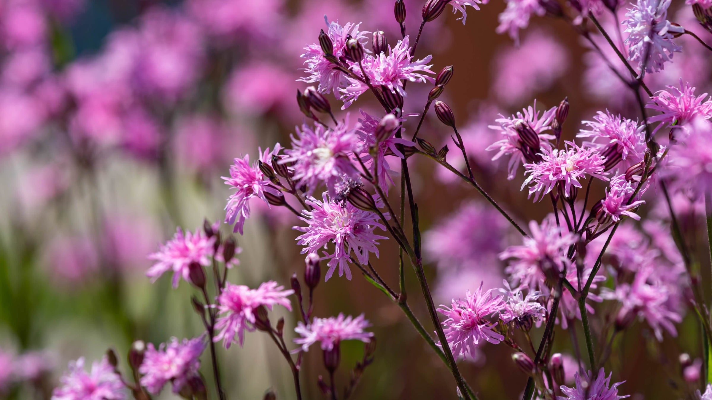 Lychnis