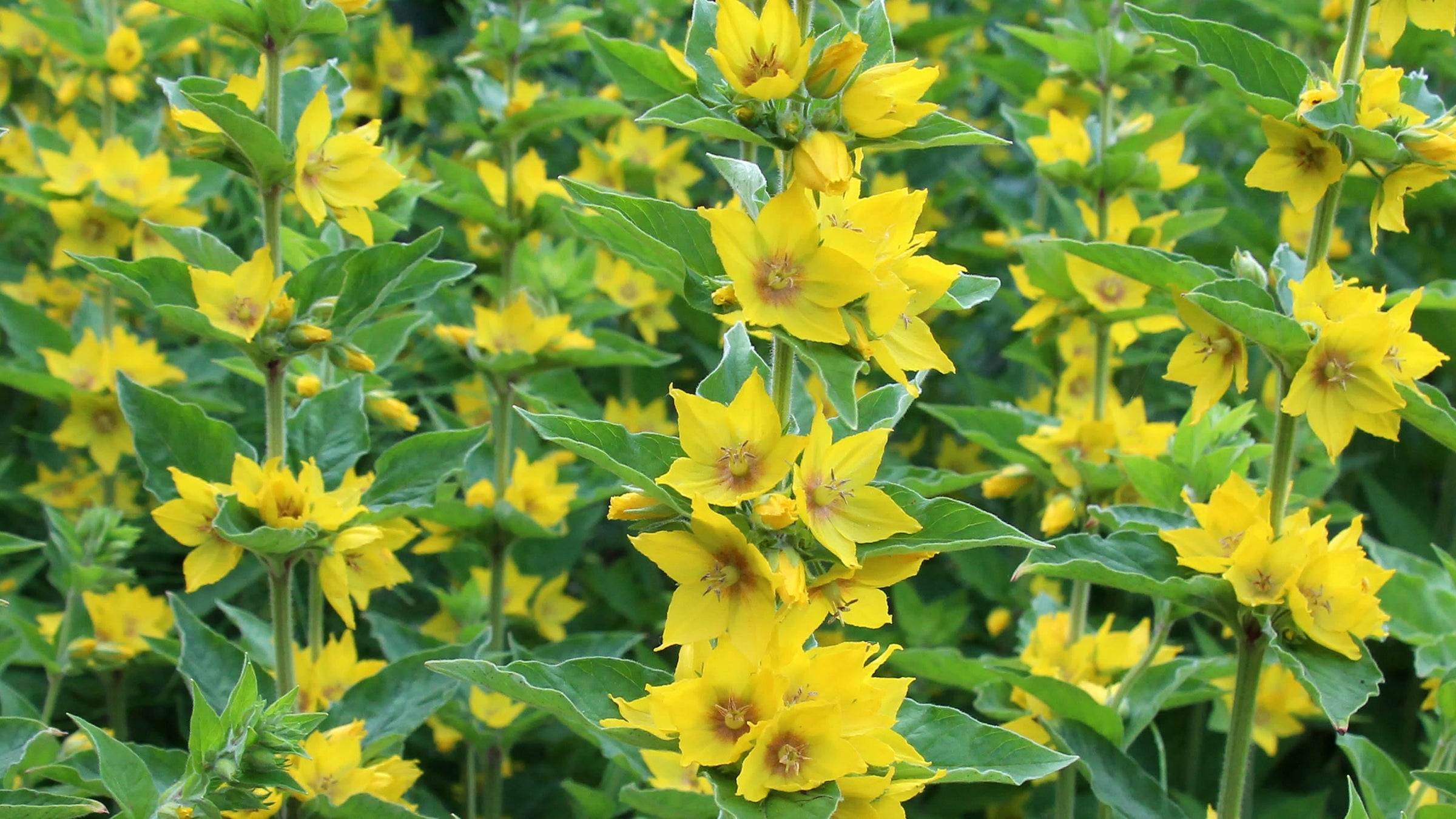 Lysimachia