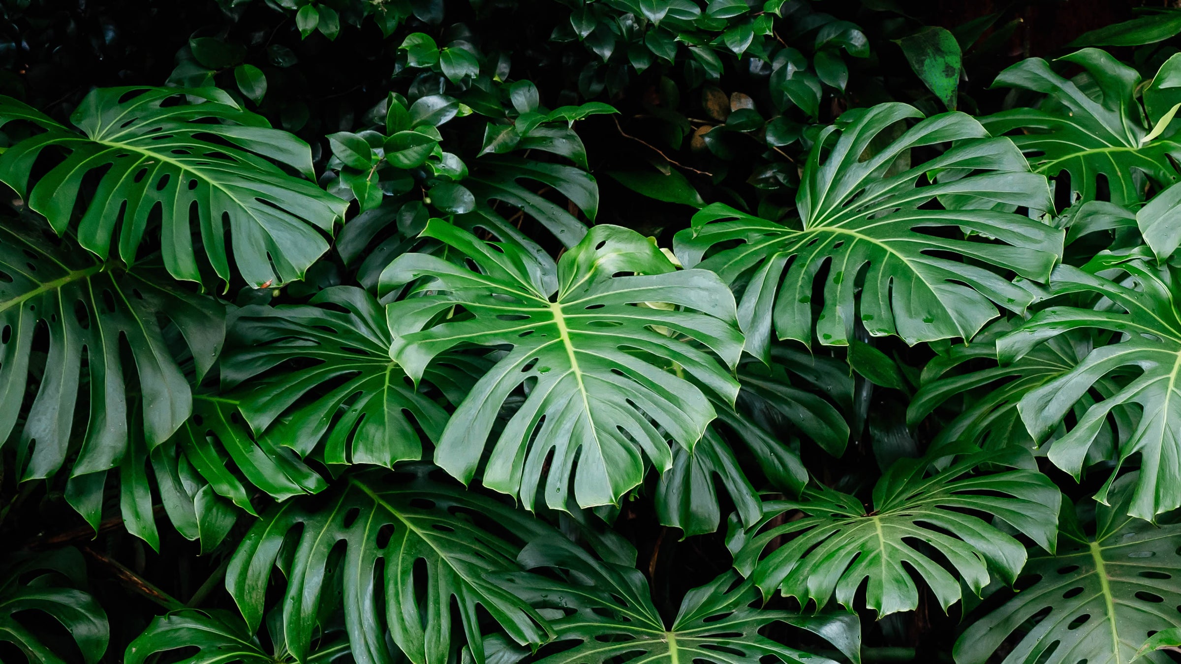 Monstera