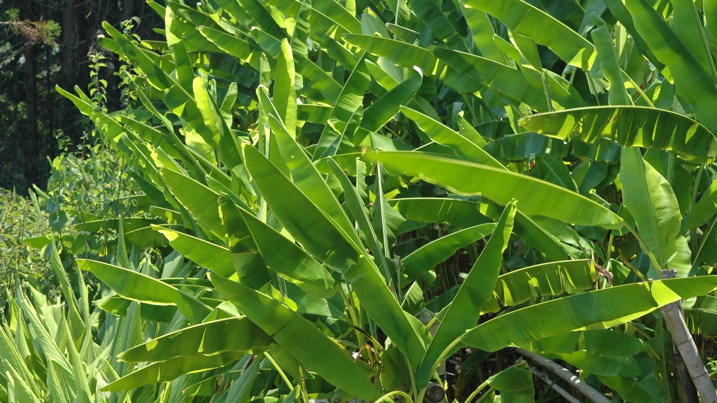 Musa