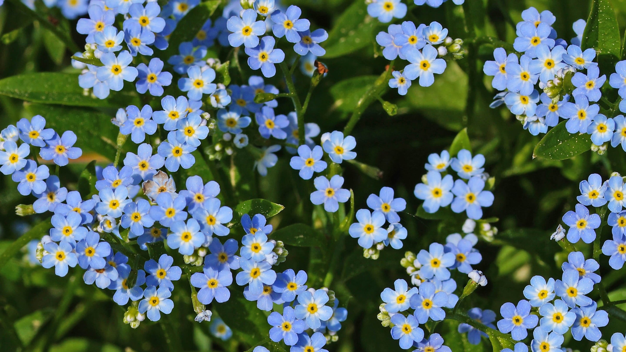 Myosotis scorpioides