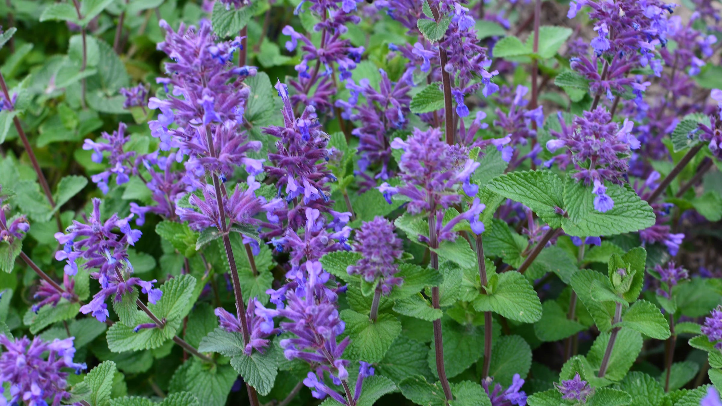 Nepeta (Catmints)