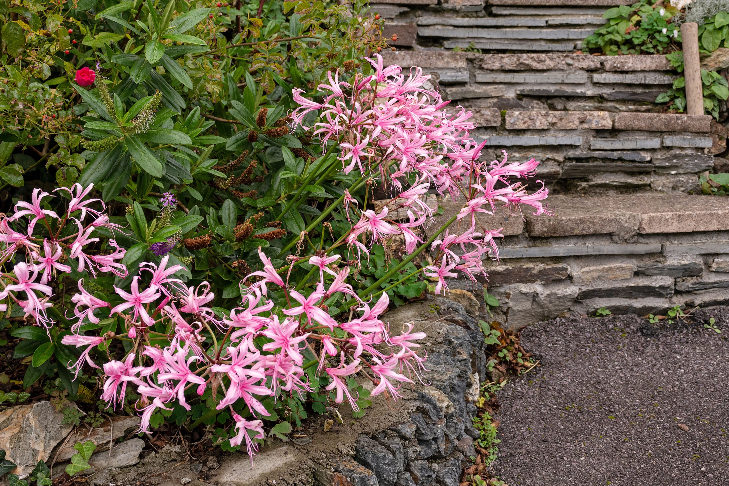 Nerine (Bowden Lilies)