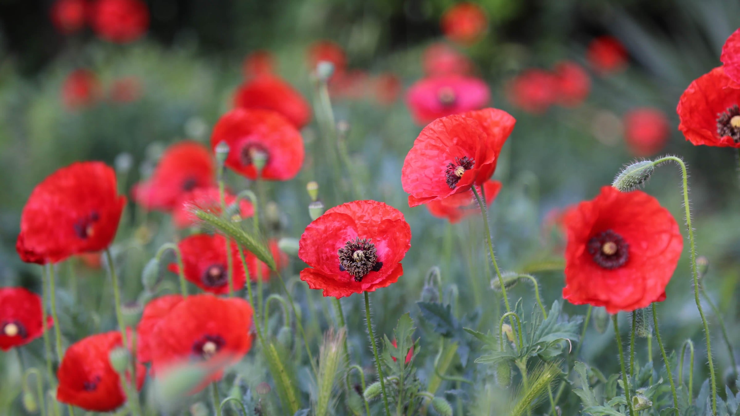 Papaver