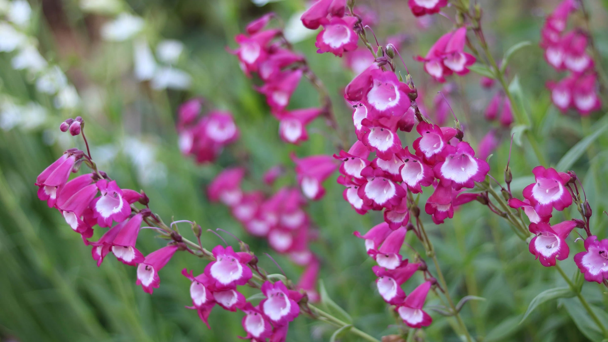 Penstemon