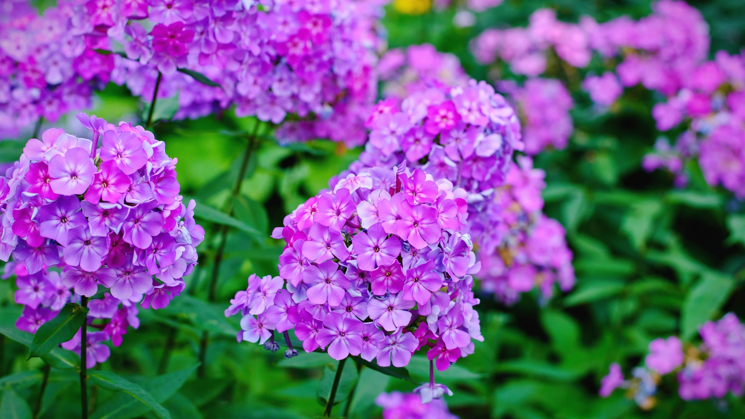 Phlox
