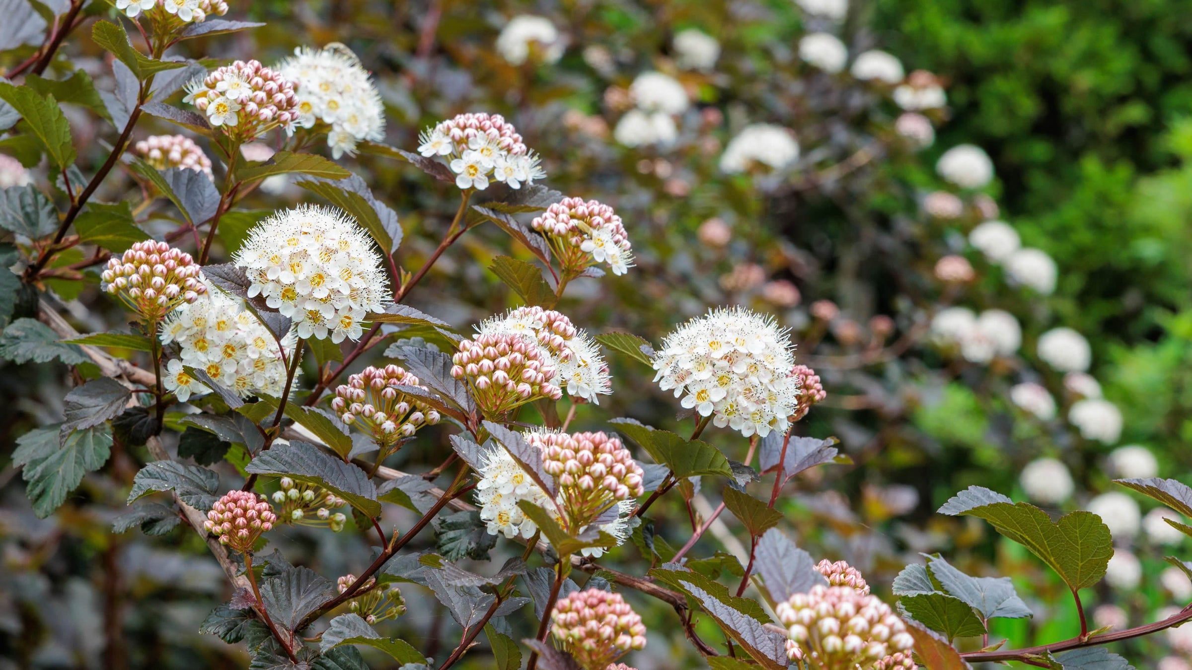 Physocarpus