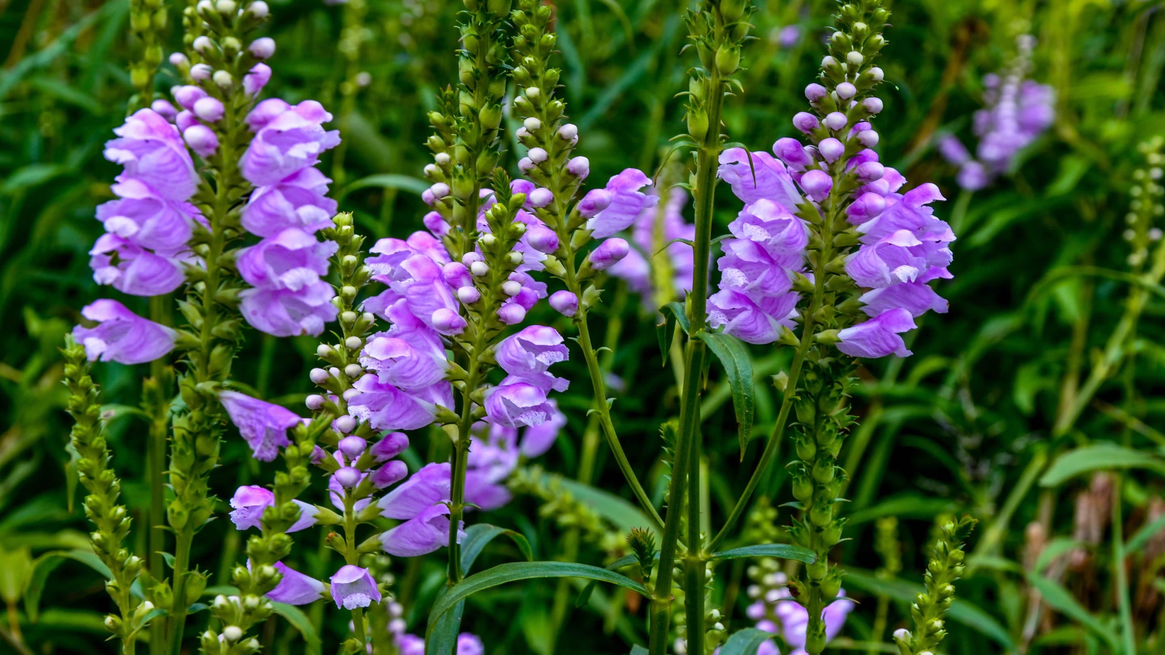Physostegia