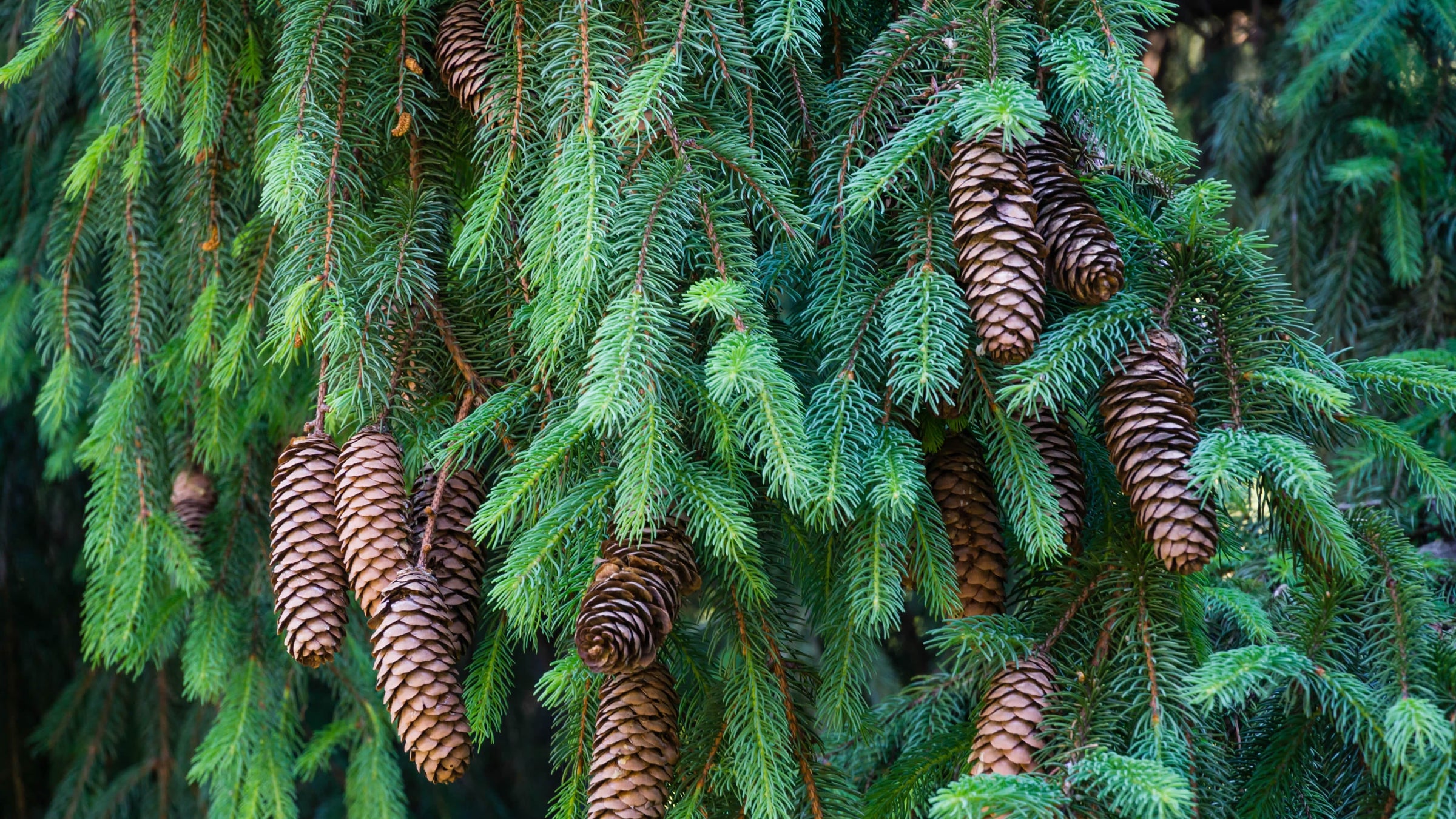 Picea