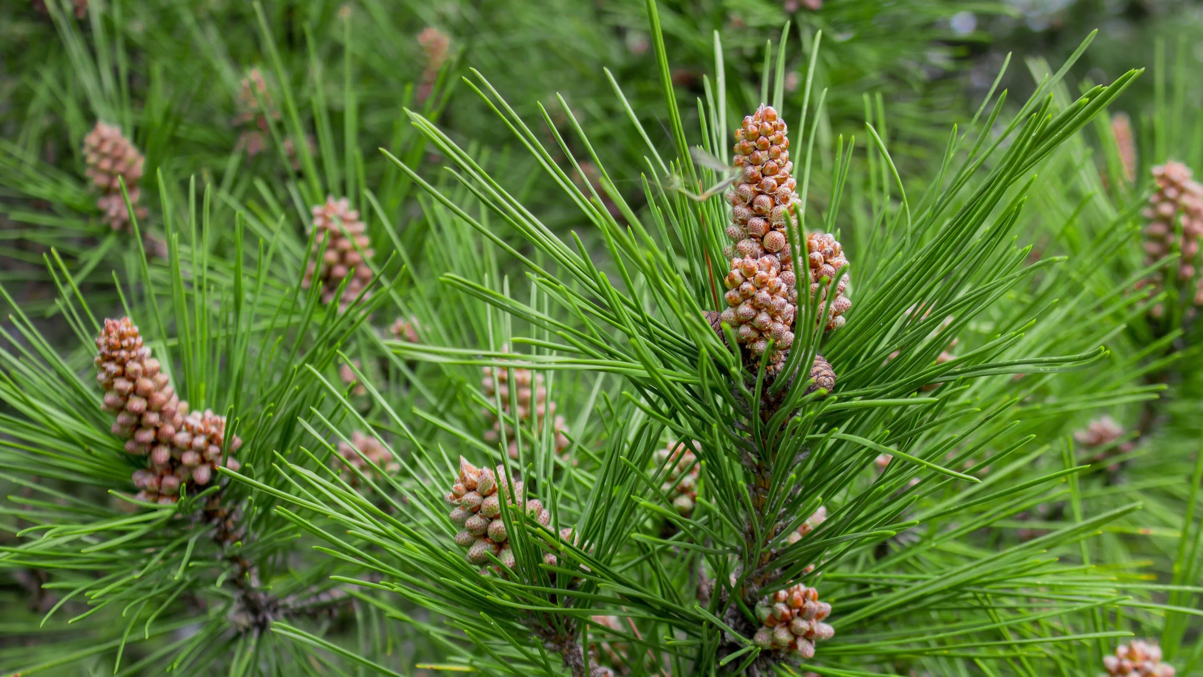Pinus