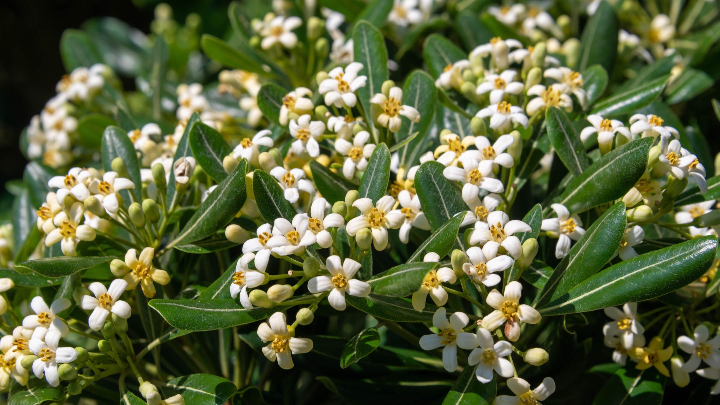 Pittosporum (Cheesewoods)