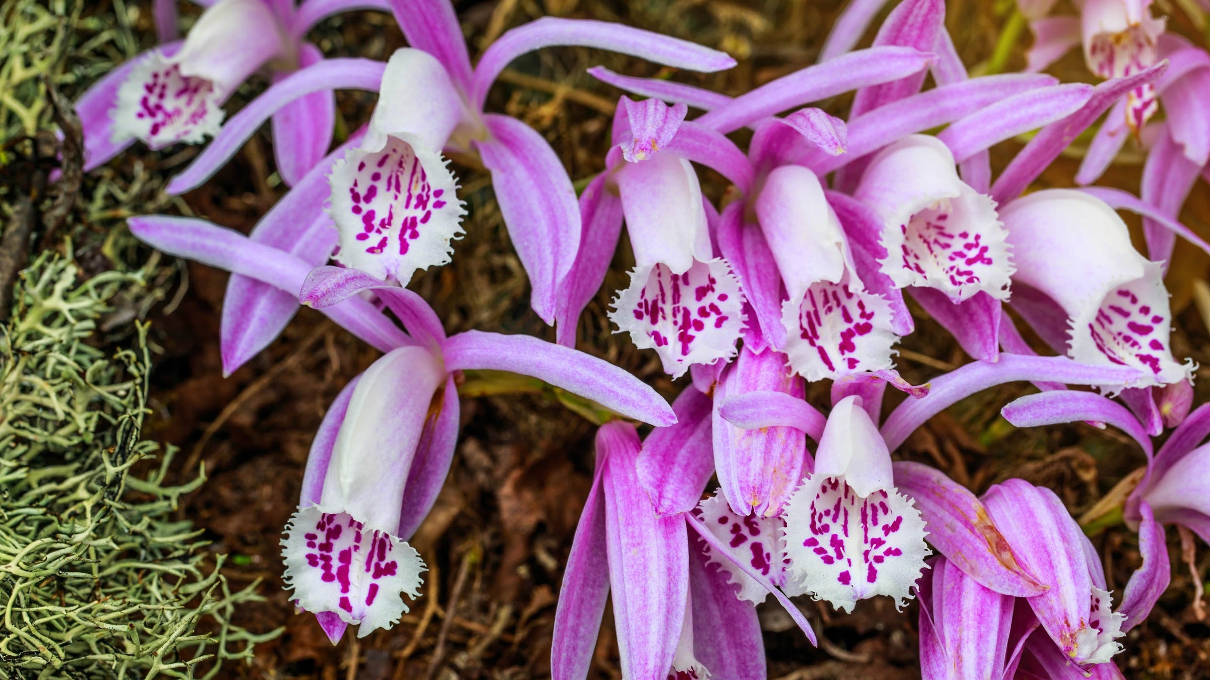 Pleione