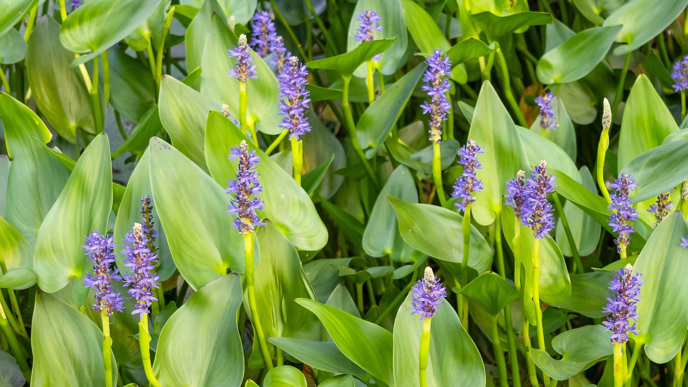 Pontederia