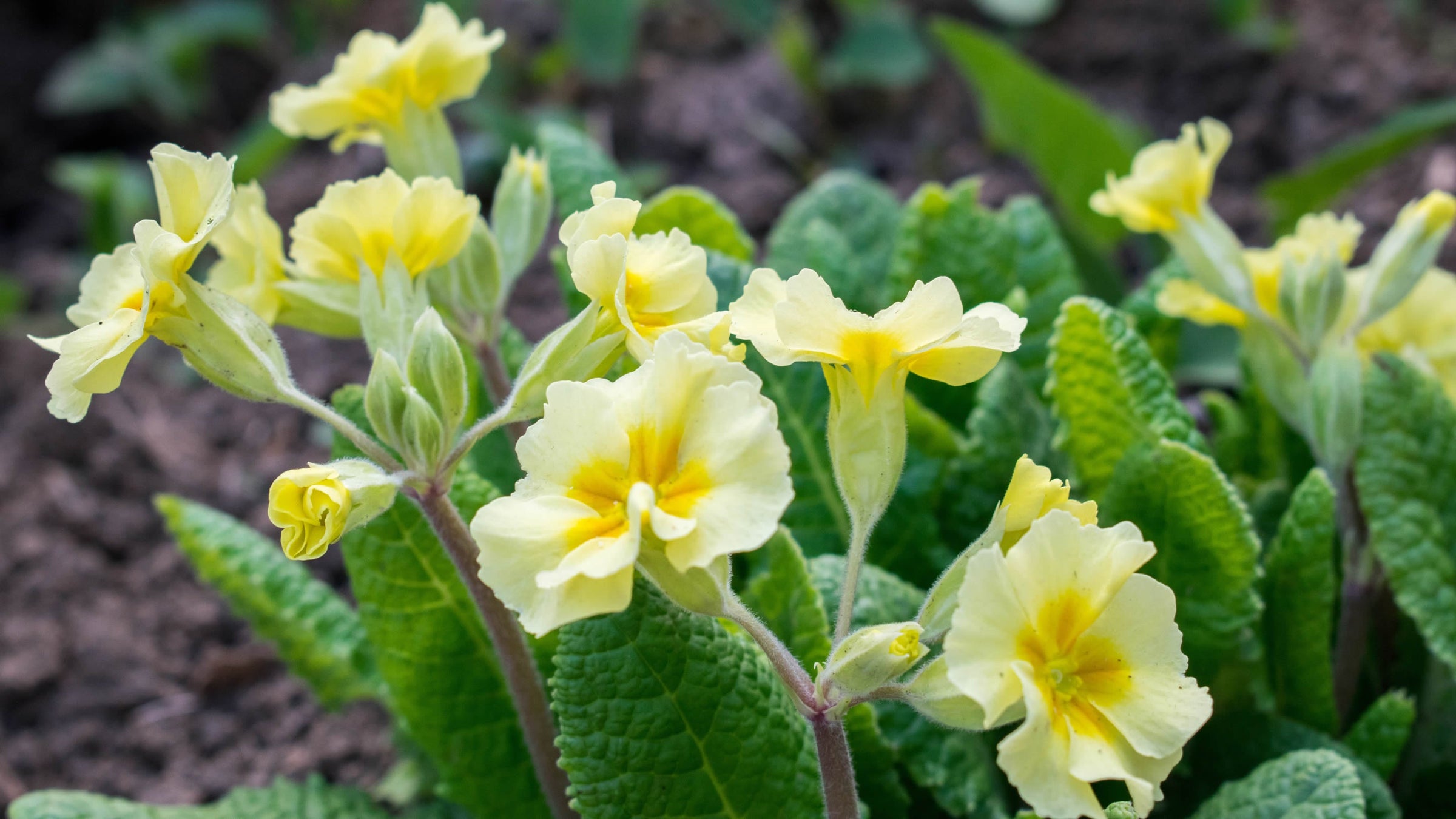 Primula