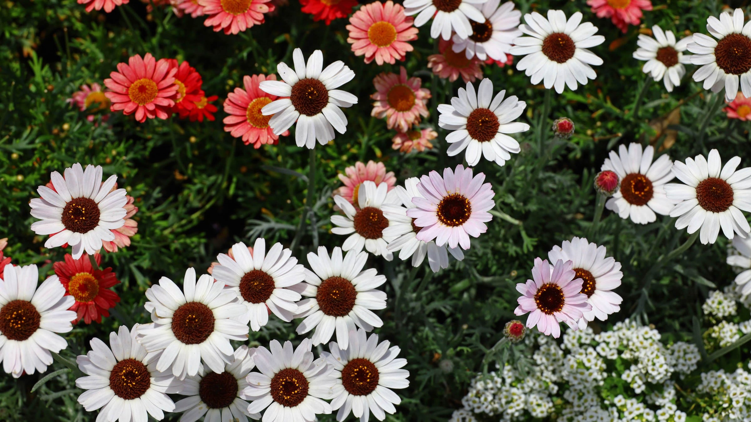 Rhodanthemum