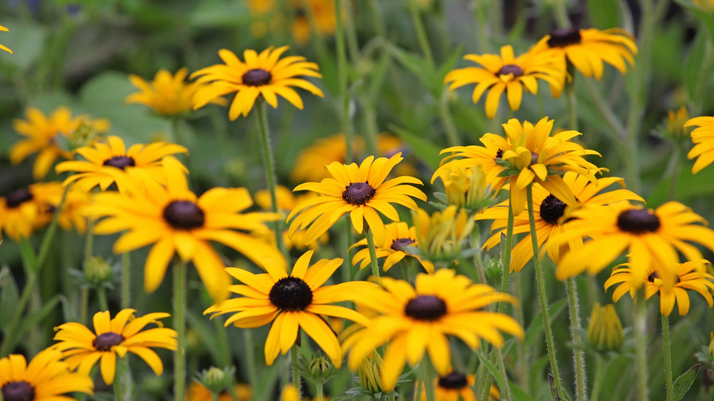 Rudbeckia
