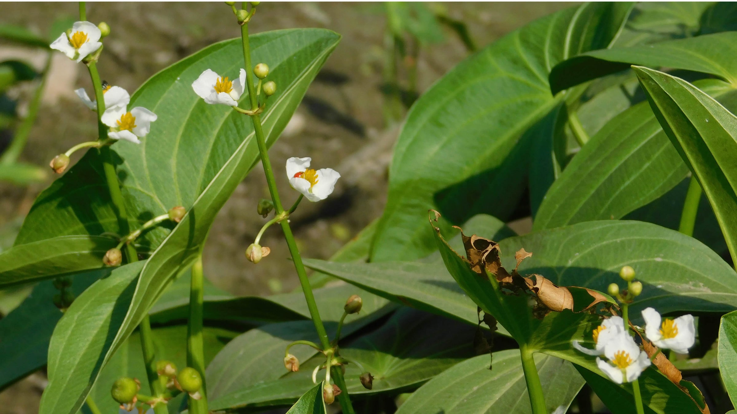 Sagittaria