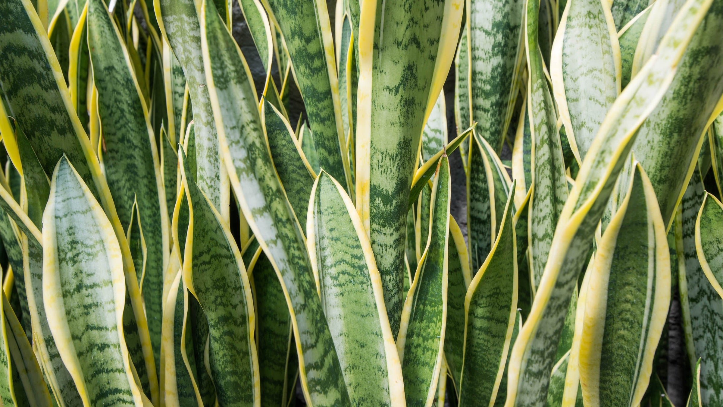 Sansevieria