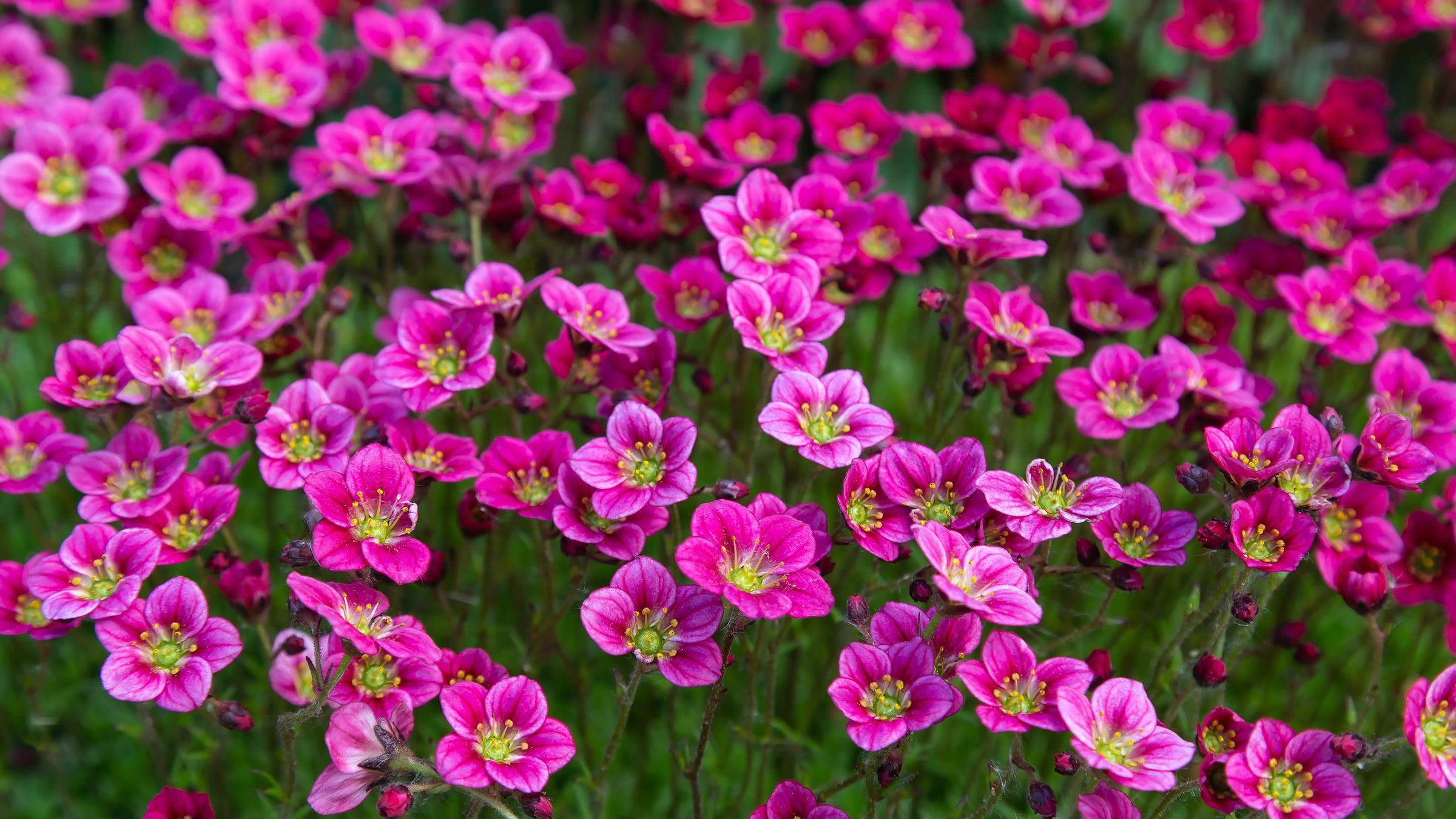 Saxifraga