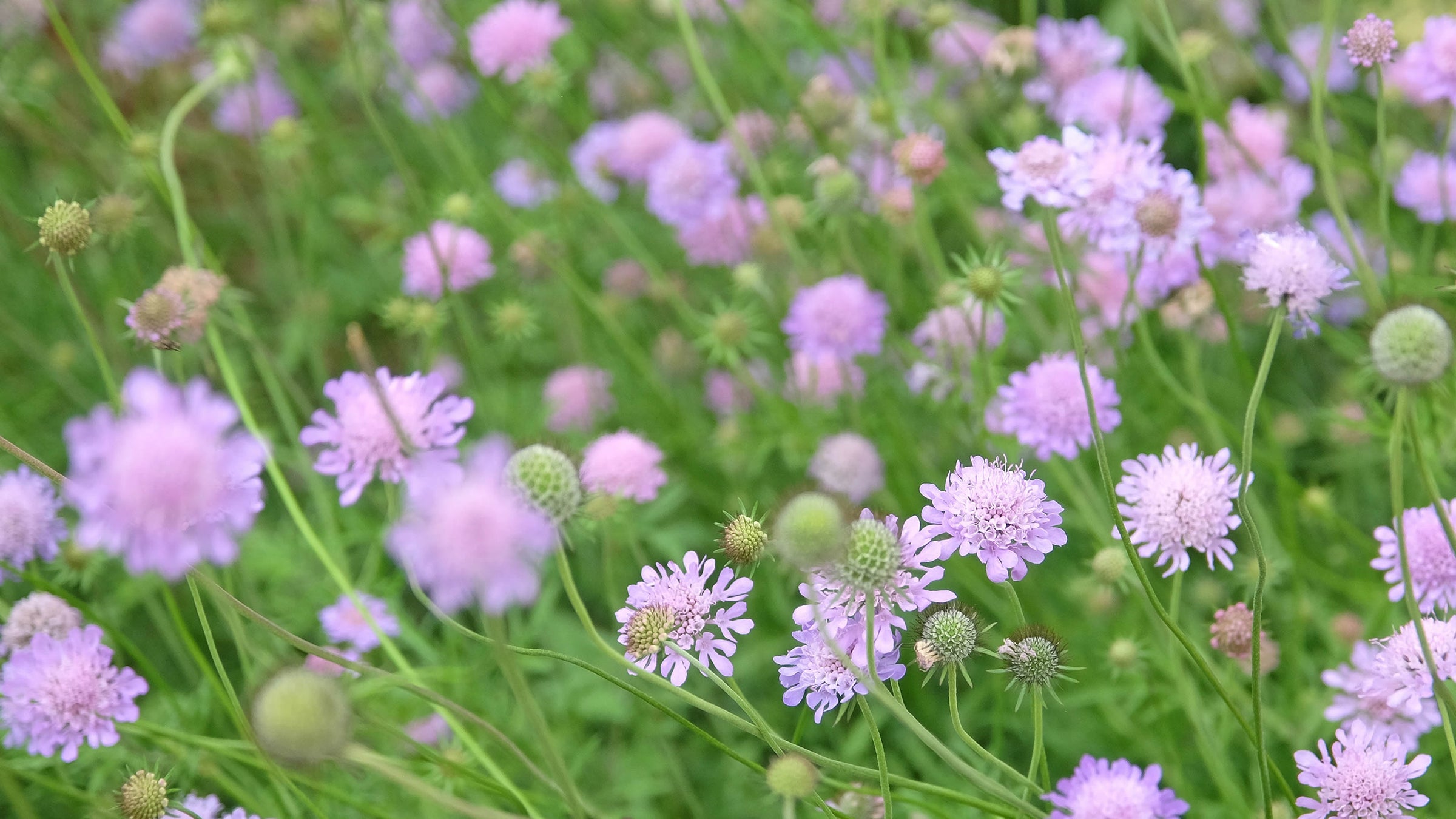 Scabiosa