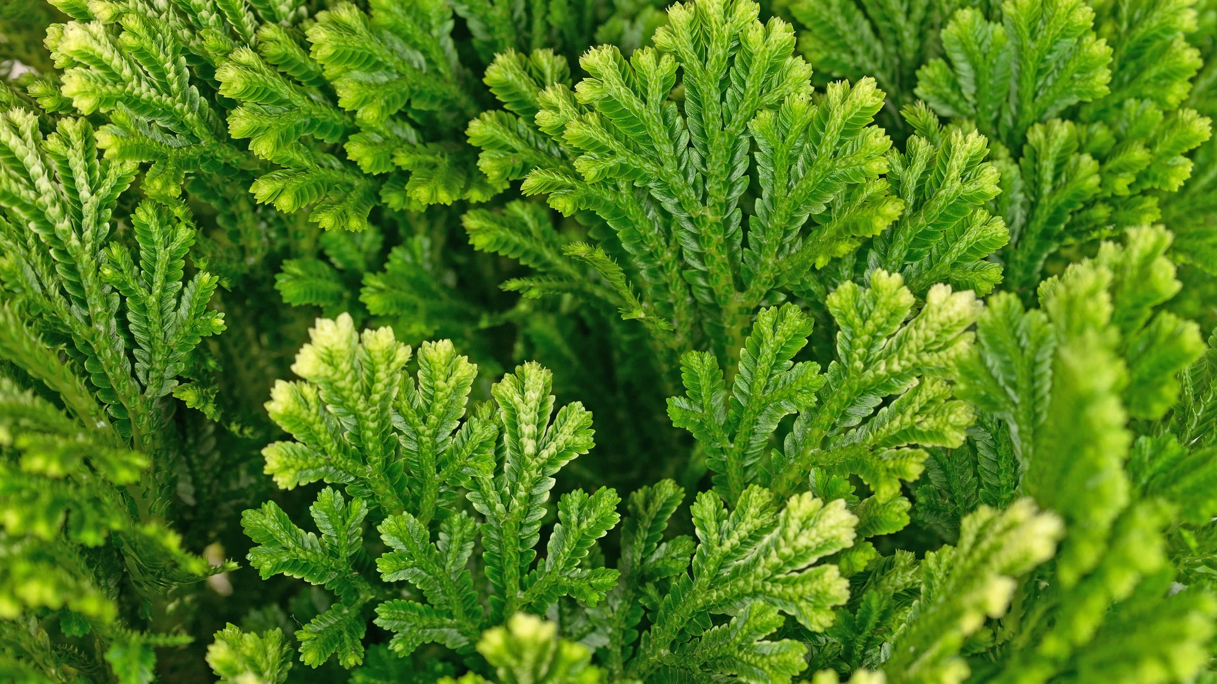 Selaginella
