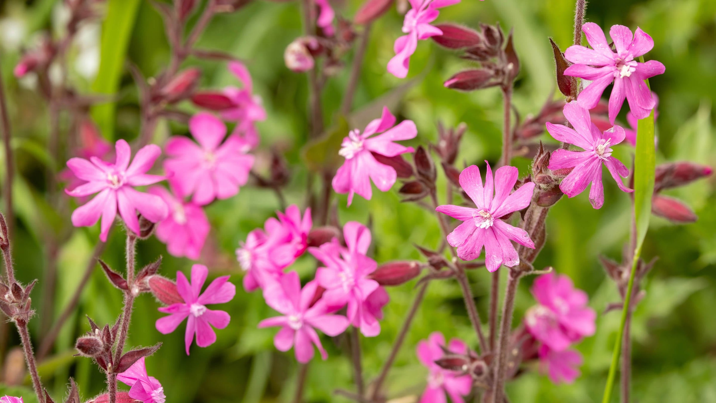 Silene