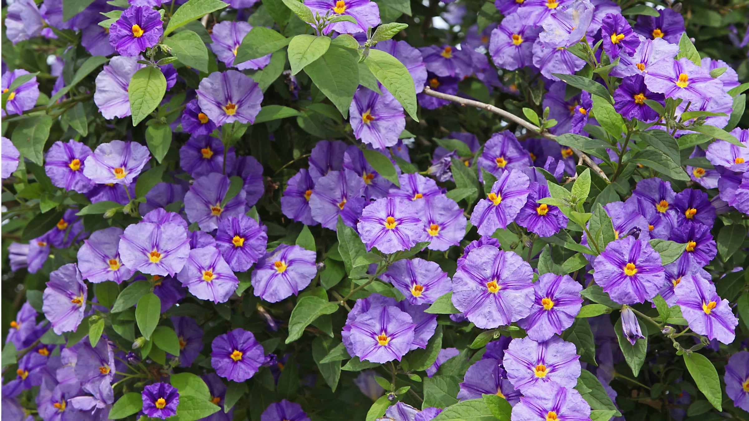 Solanum