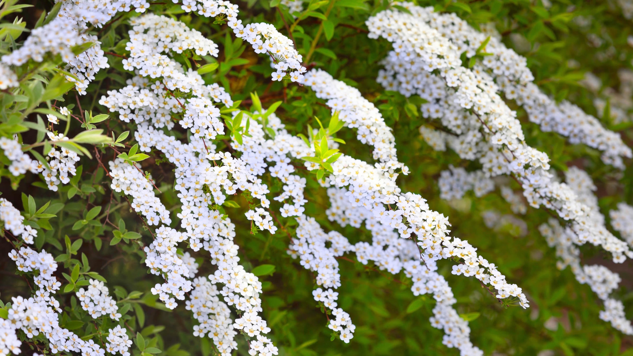 Spiraea