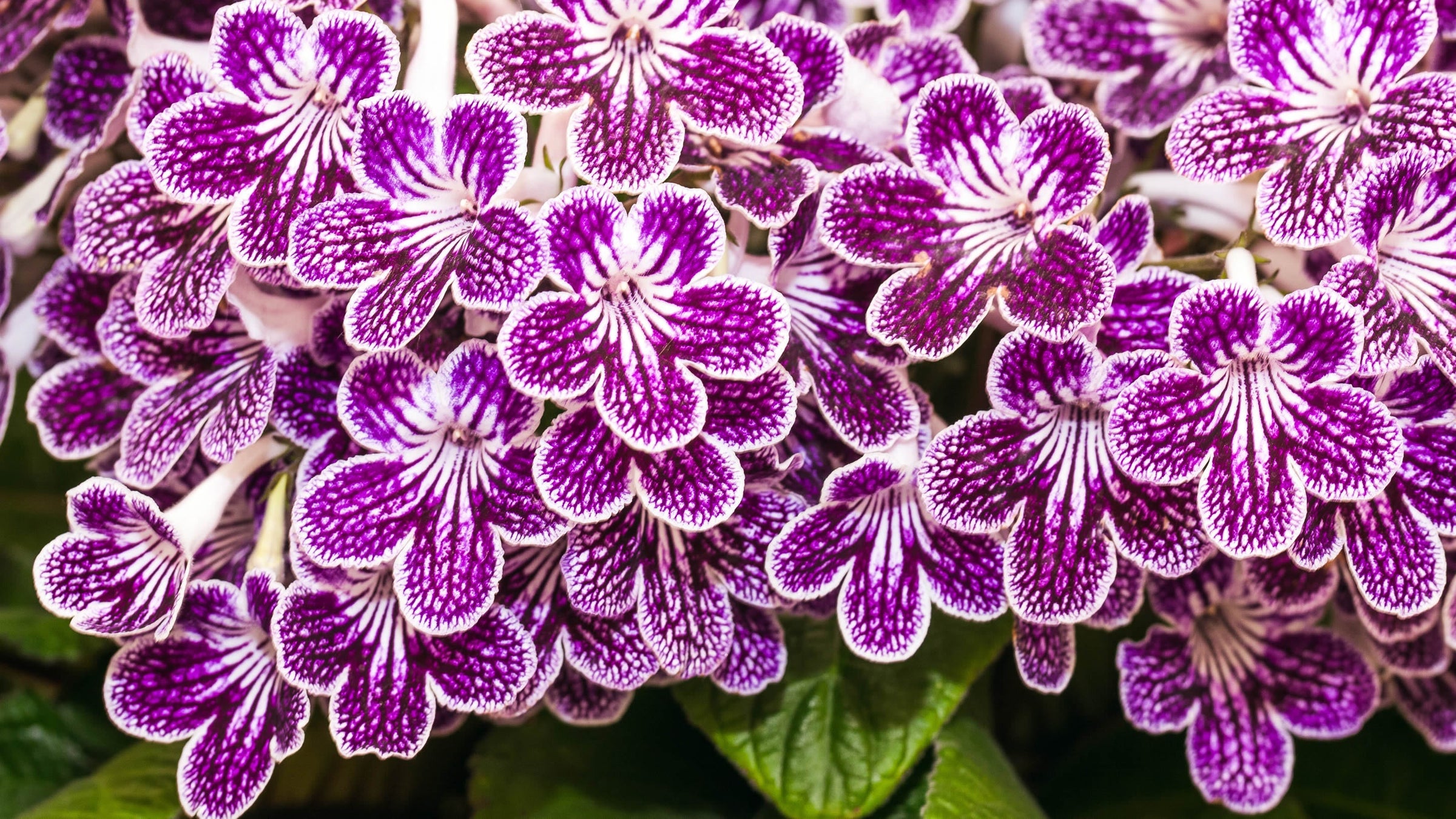 Streptocarpus