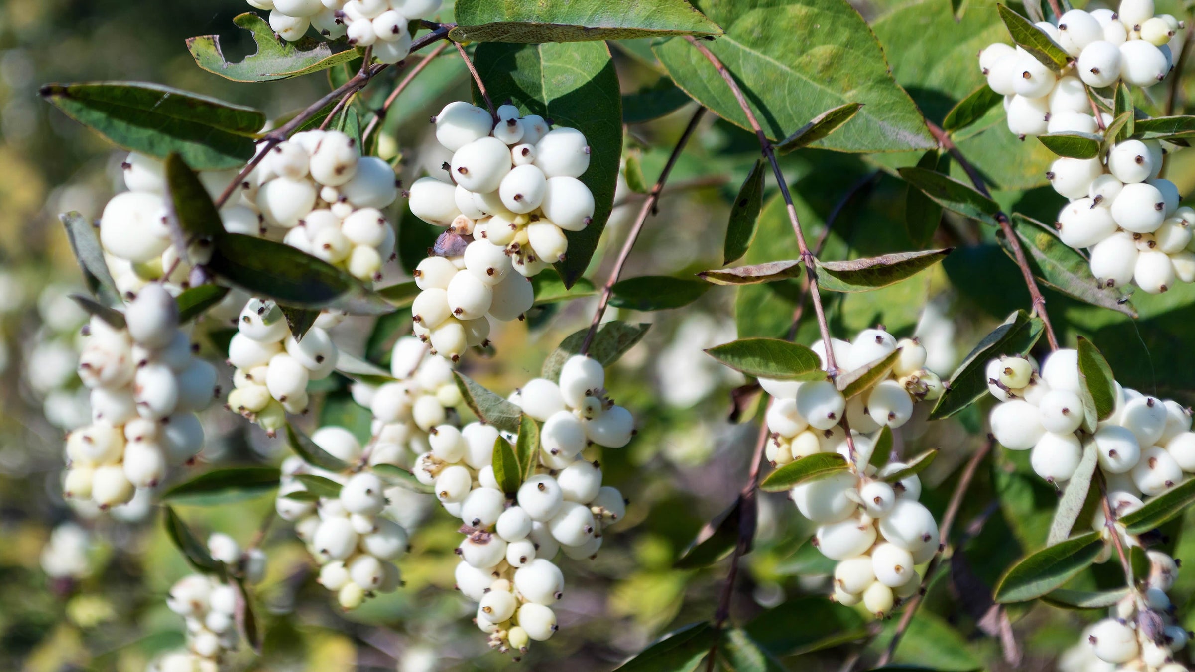 Symphoricarpos